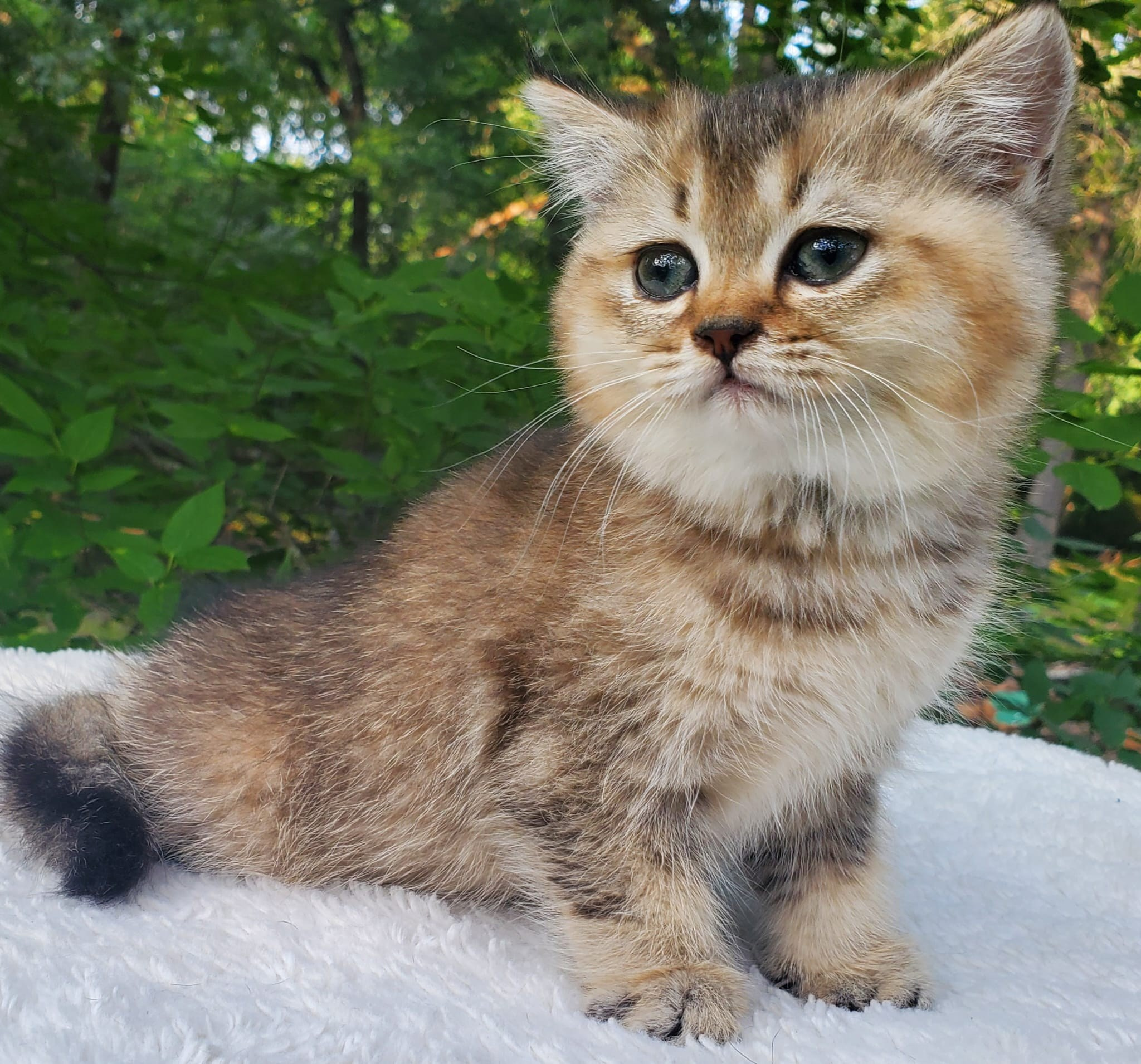 Tina, female, DB-04.07.25, sold. British shorhair Cats