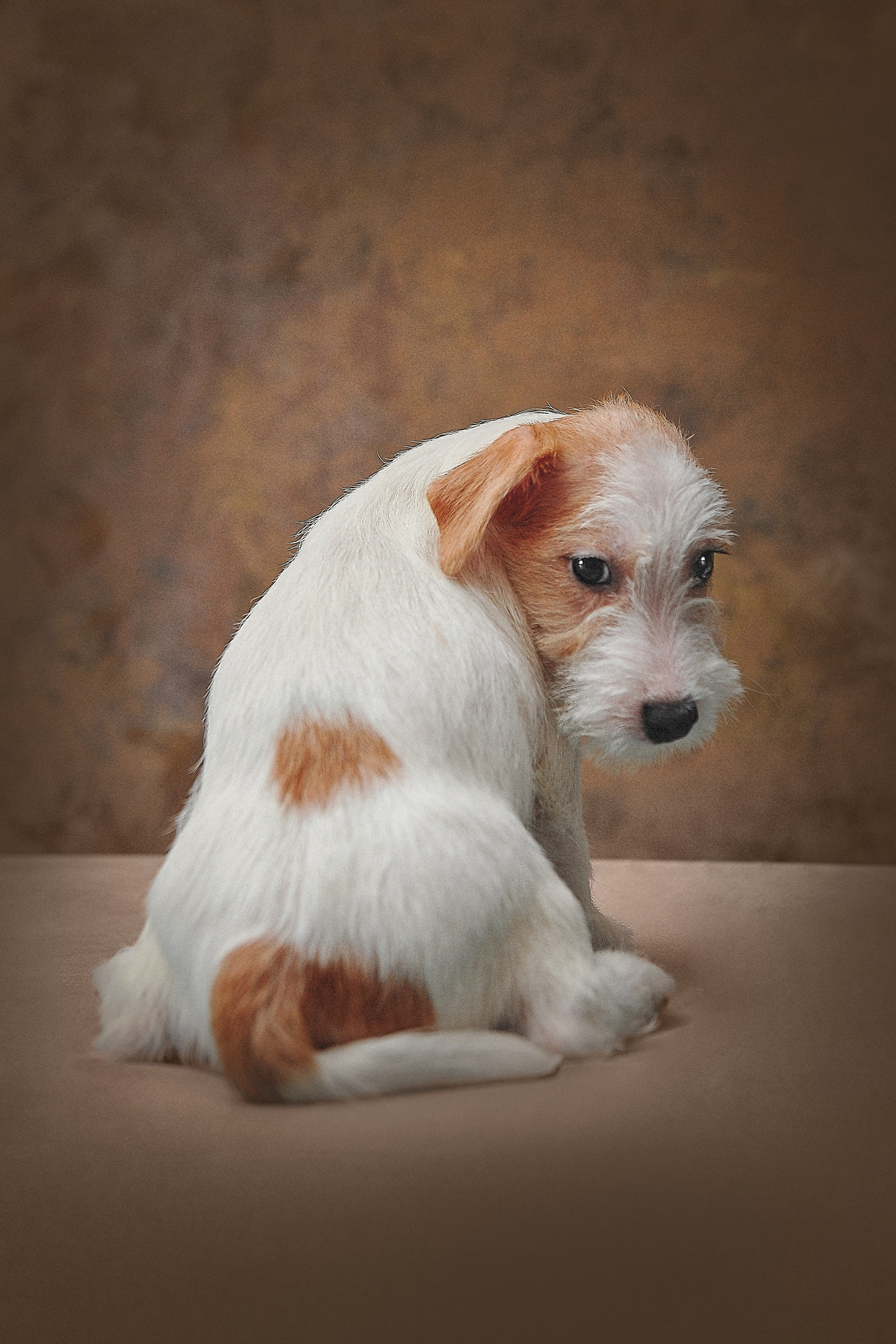 Фотосессия животных в Ижевских, фотограф животных. Детский, семейный фотограф в Ижевске и Москве Аксинья Лысенкова ADEN