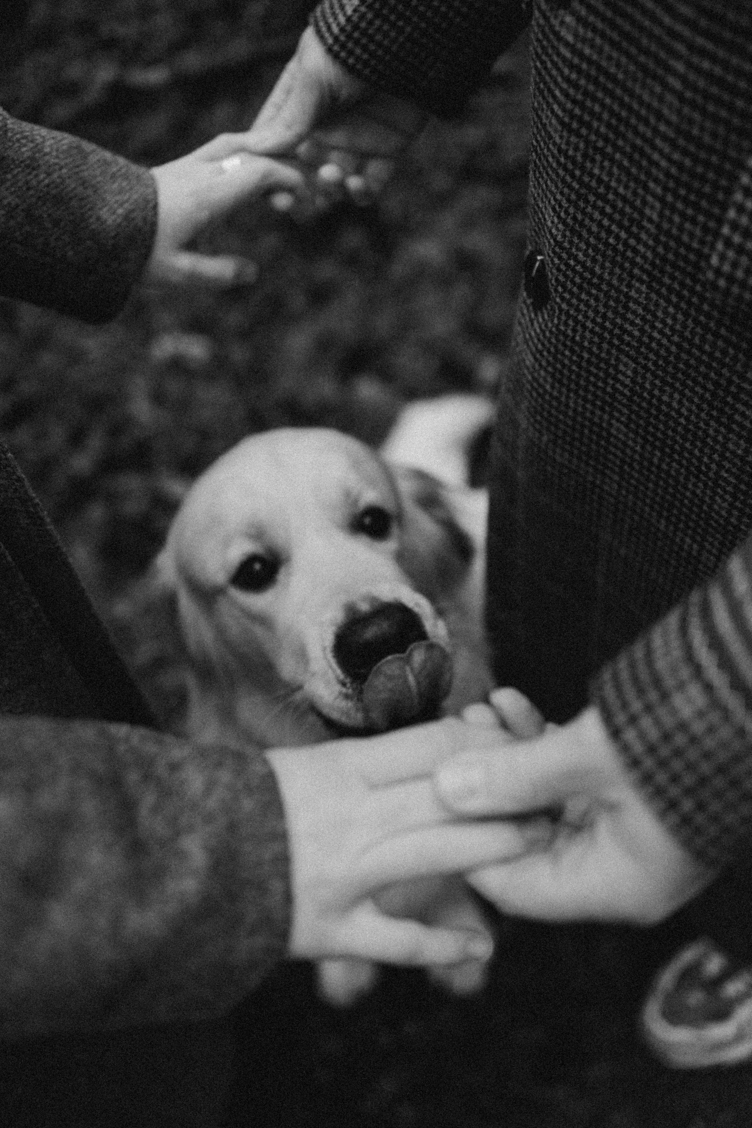 Лаки и его семья. Фотограф — Анималист | Санкт-Петербург