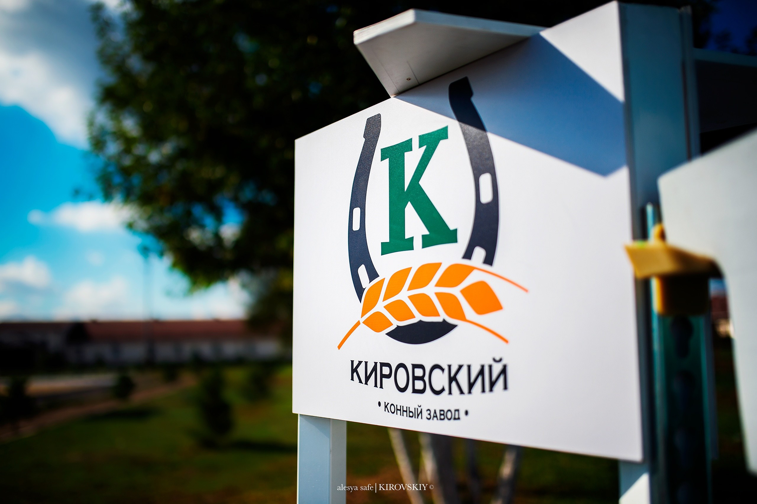 Кировский конный завод. Конный фотограф Alesya Safe