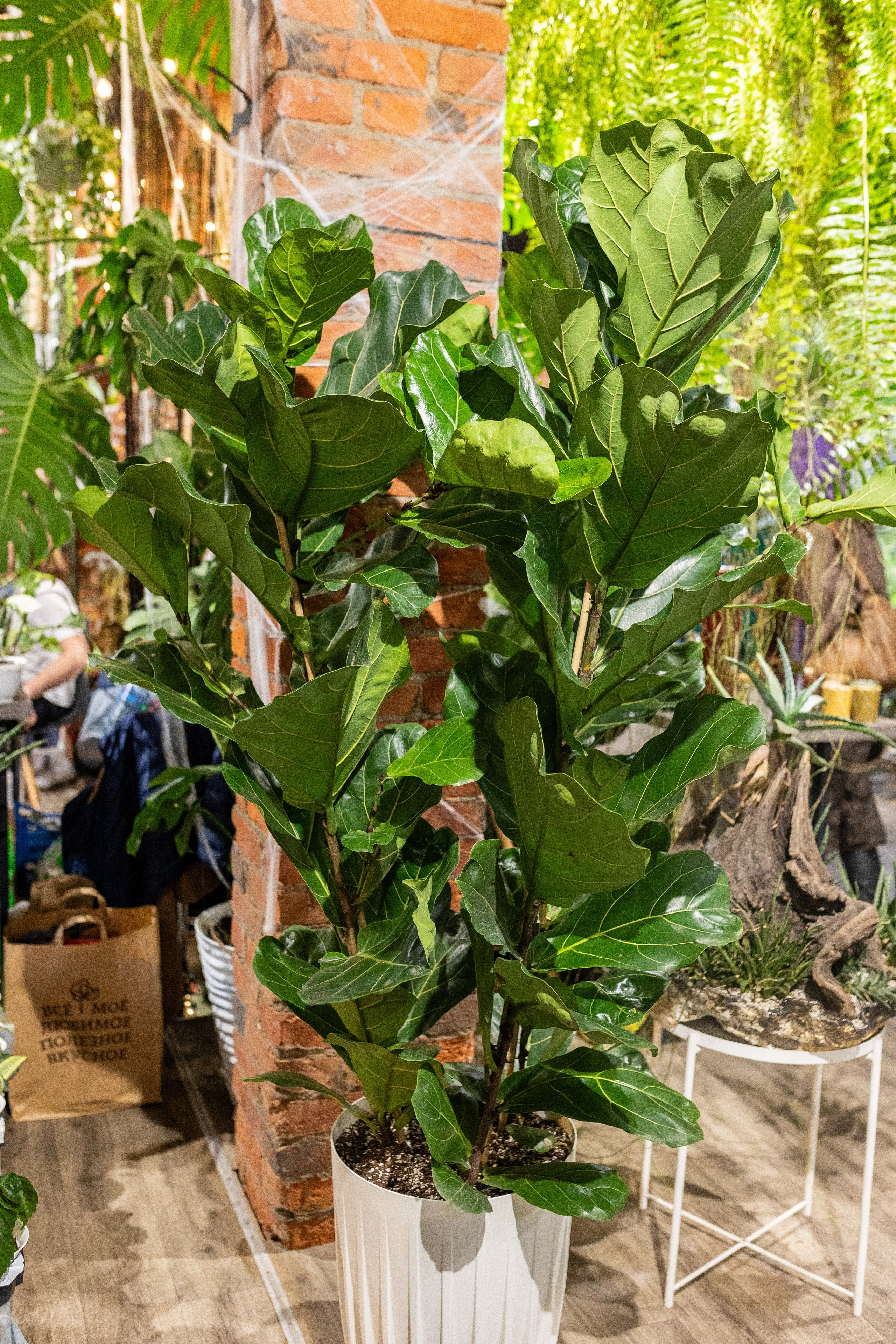 GreenRare ярмарка 2024. Александра Куликова фотограф, Москва