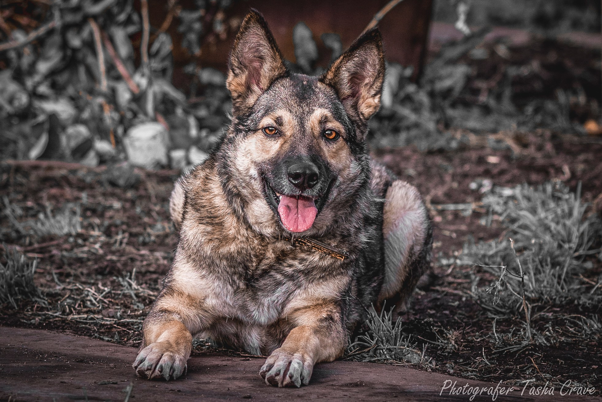 Приют для собак. Фотограф анималист в Санкт-Петербурге Таша Крейв