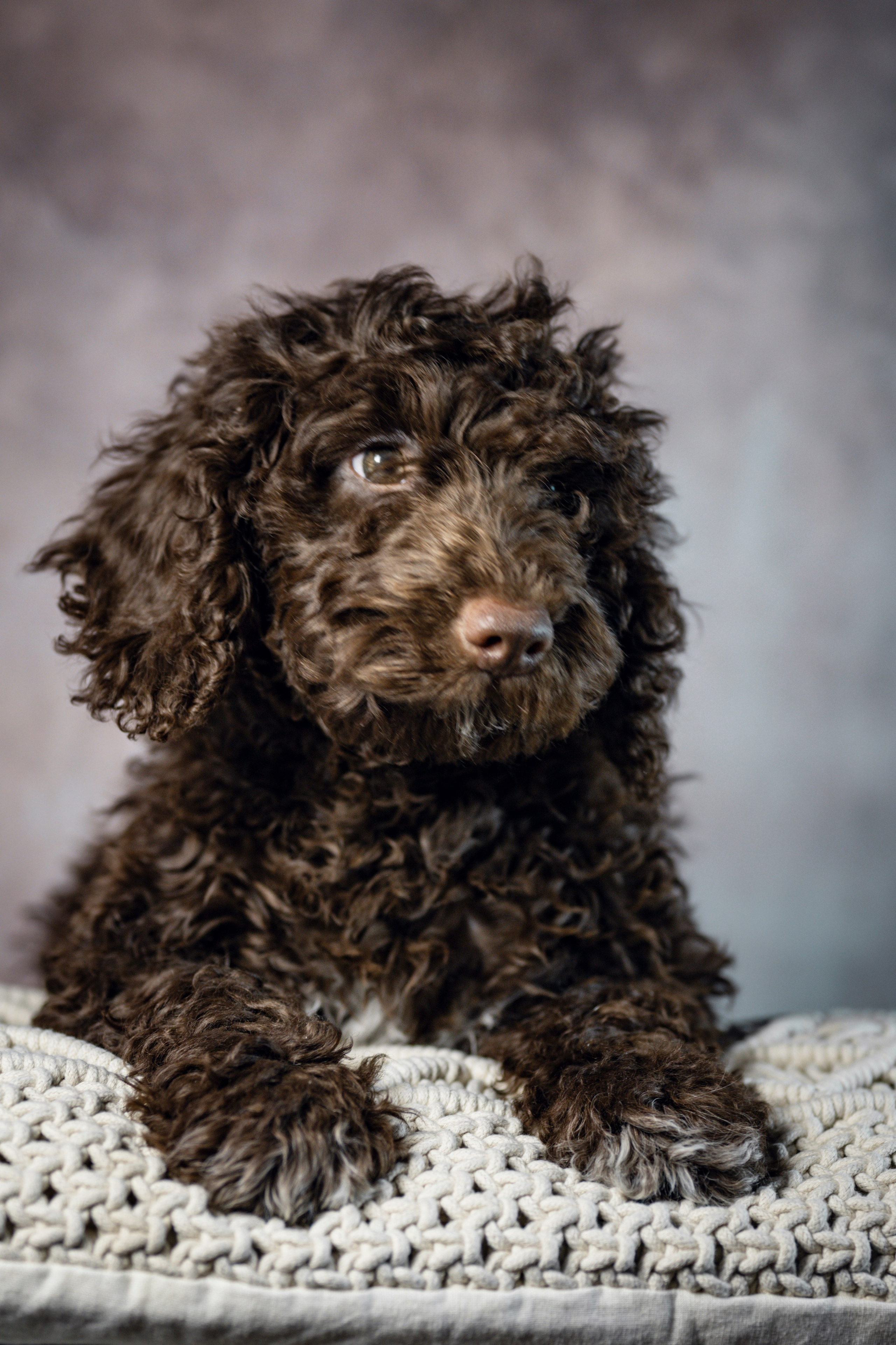 Испанская водяная. Фотограф анималист в Санкт-Петербурге Таша Крейв