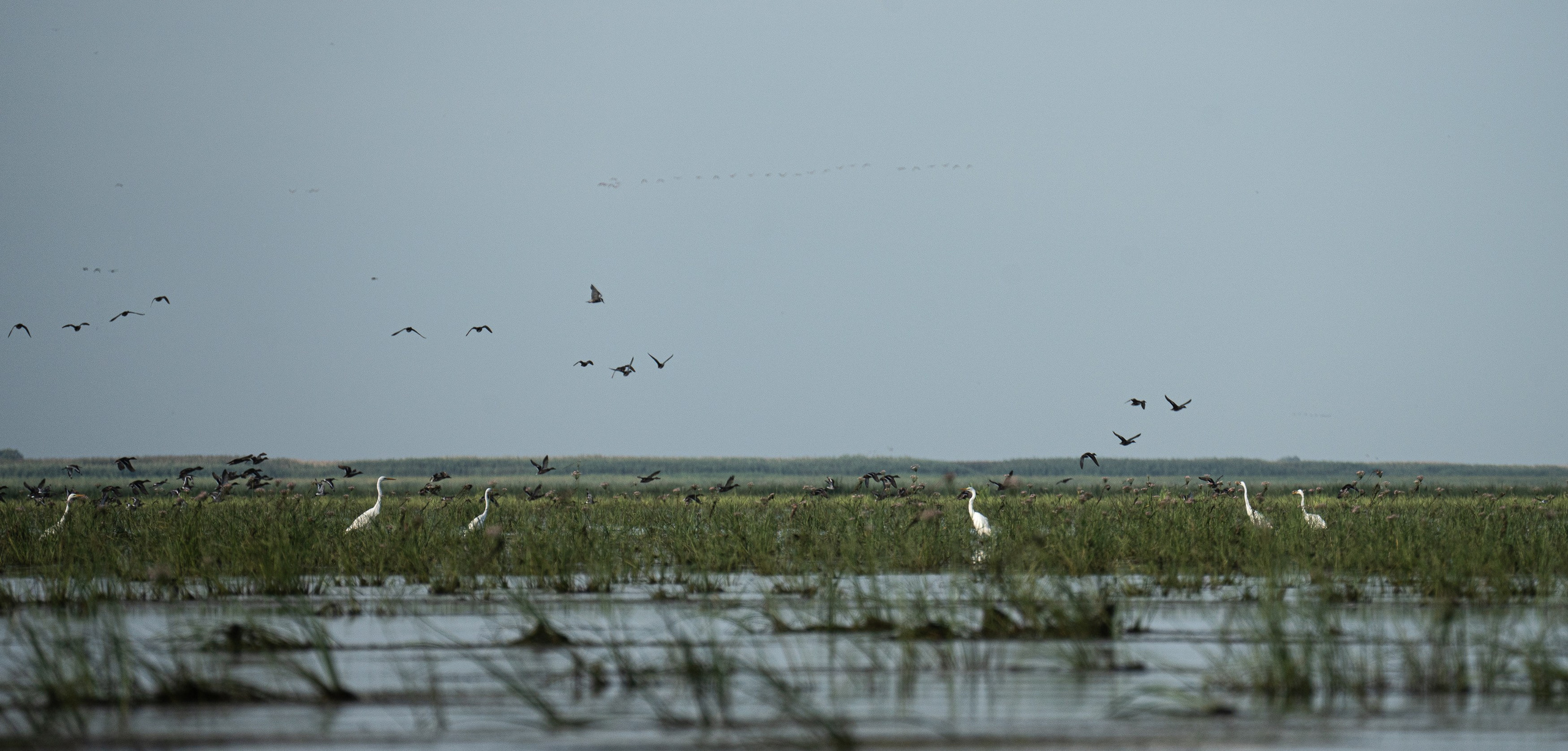 Золотые лотосы. Июль