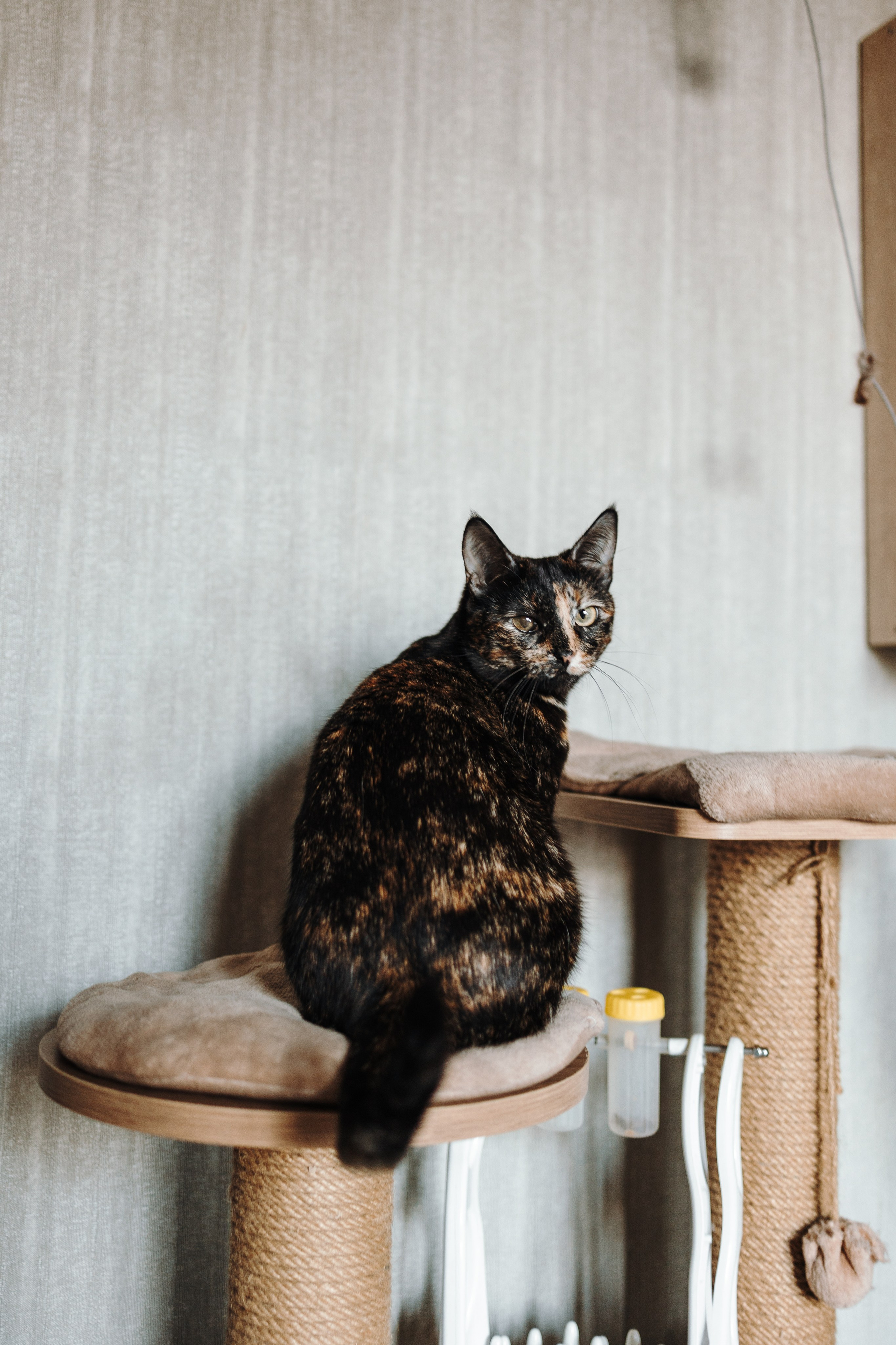 Саша и ее хвосты. Фотограф — Анималист | Санкт-Петербург