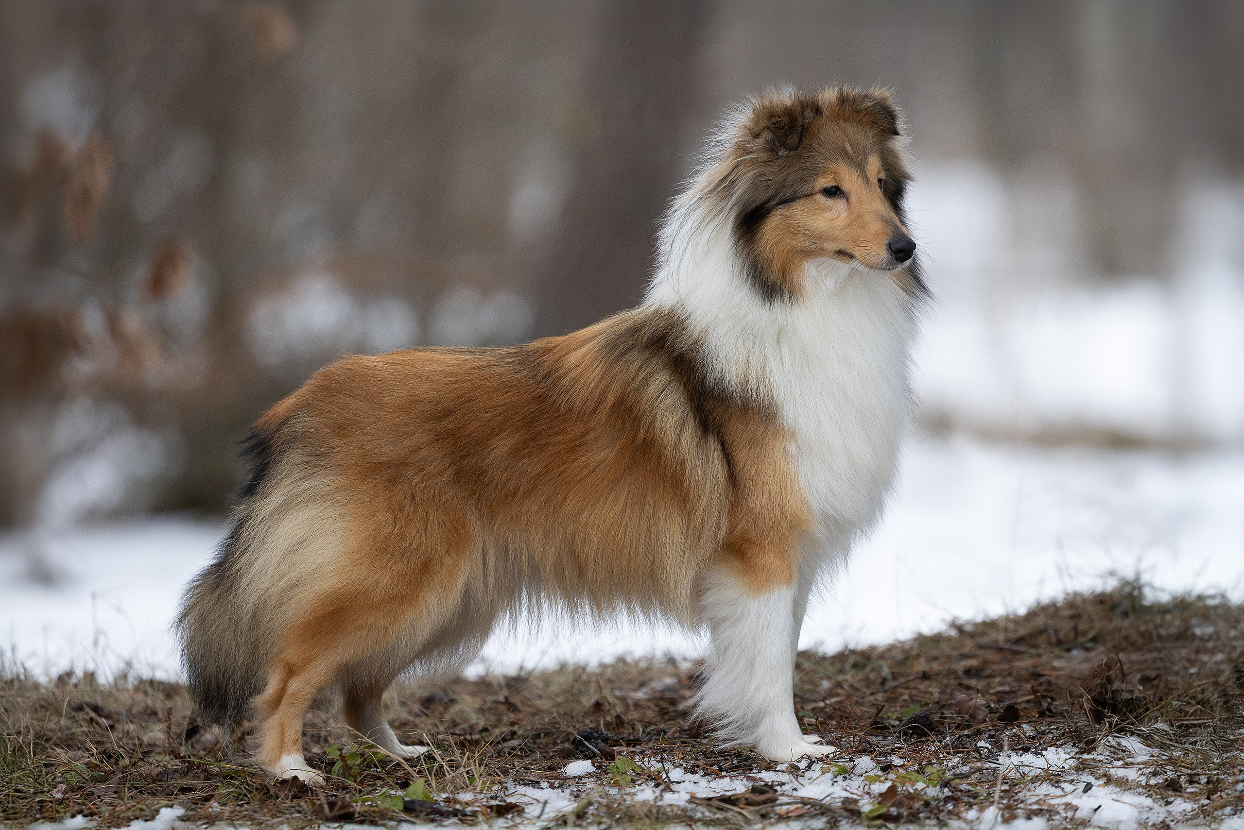 Питомник Стэйсилайн. Мои работы