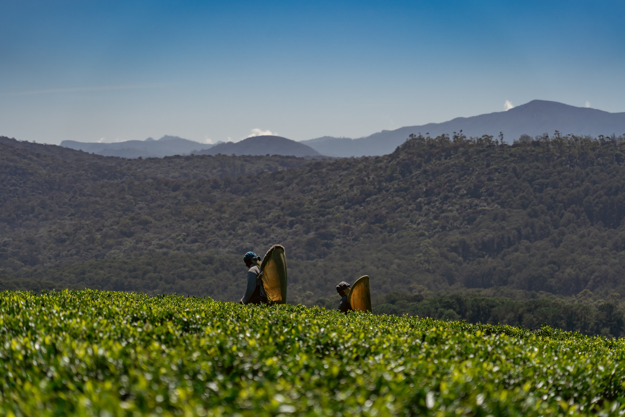 Promo content shooting for Ceylon Forward Tours
