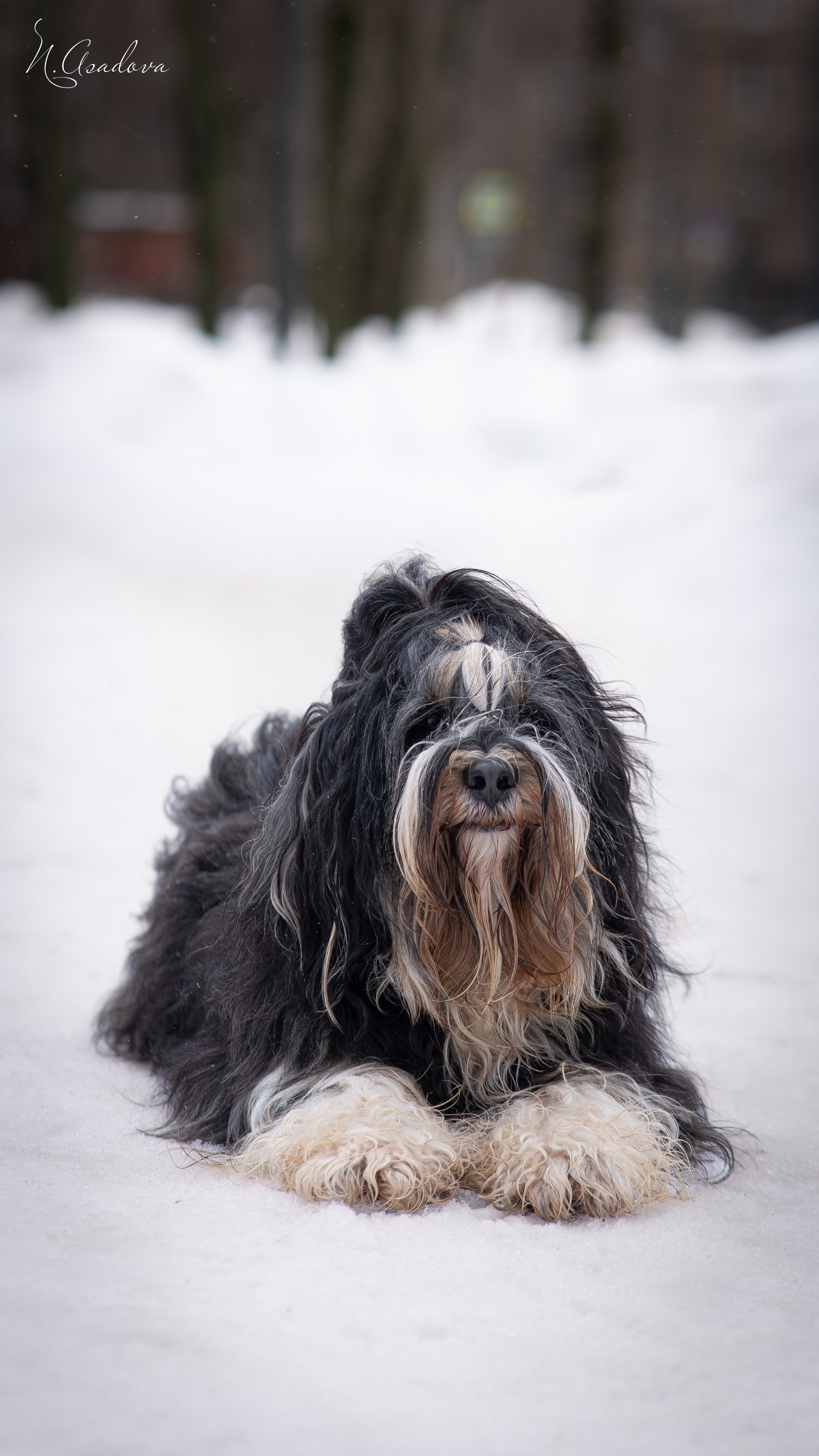 Тибетский терьер Кики. Фотограф-анималист Асадова