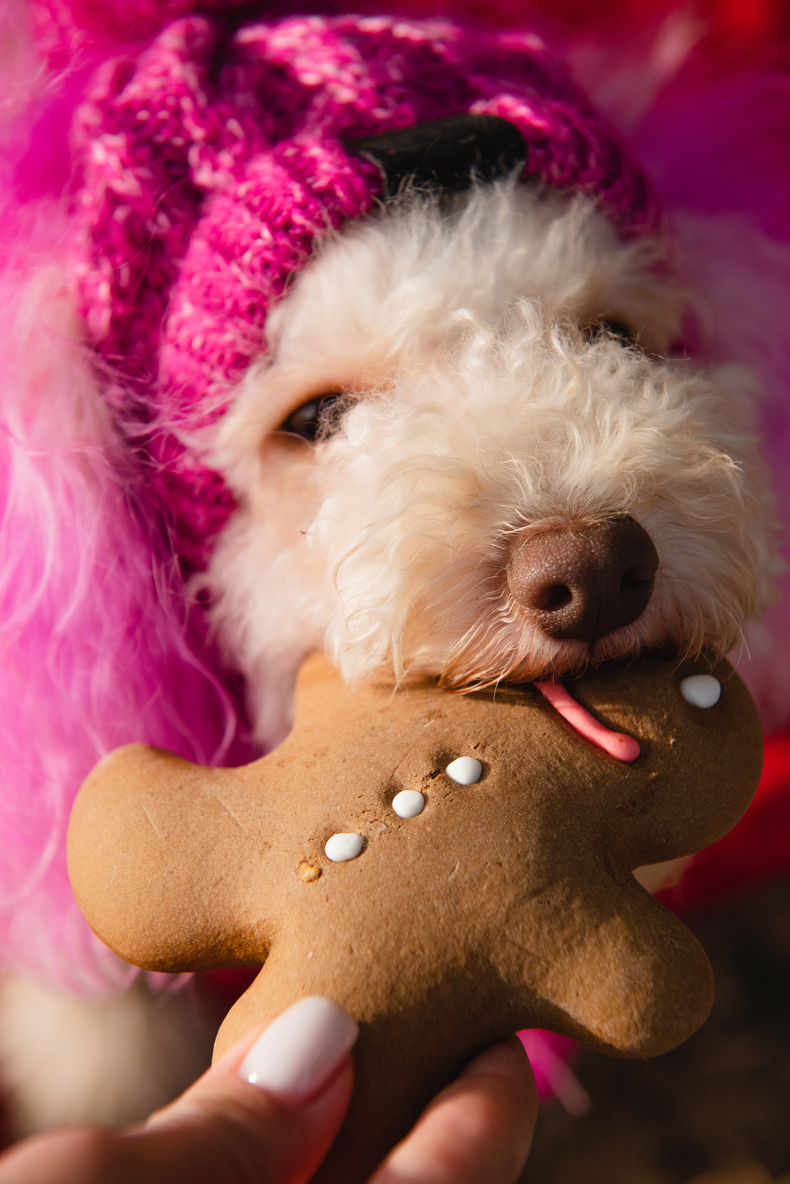Pets. Фотограф в Москве Daria Lens