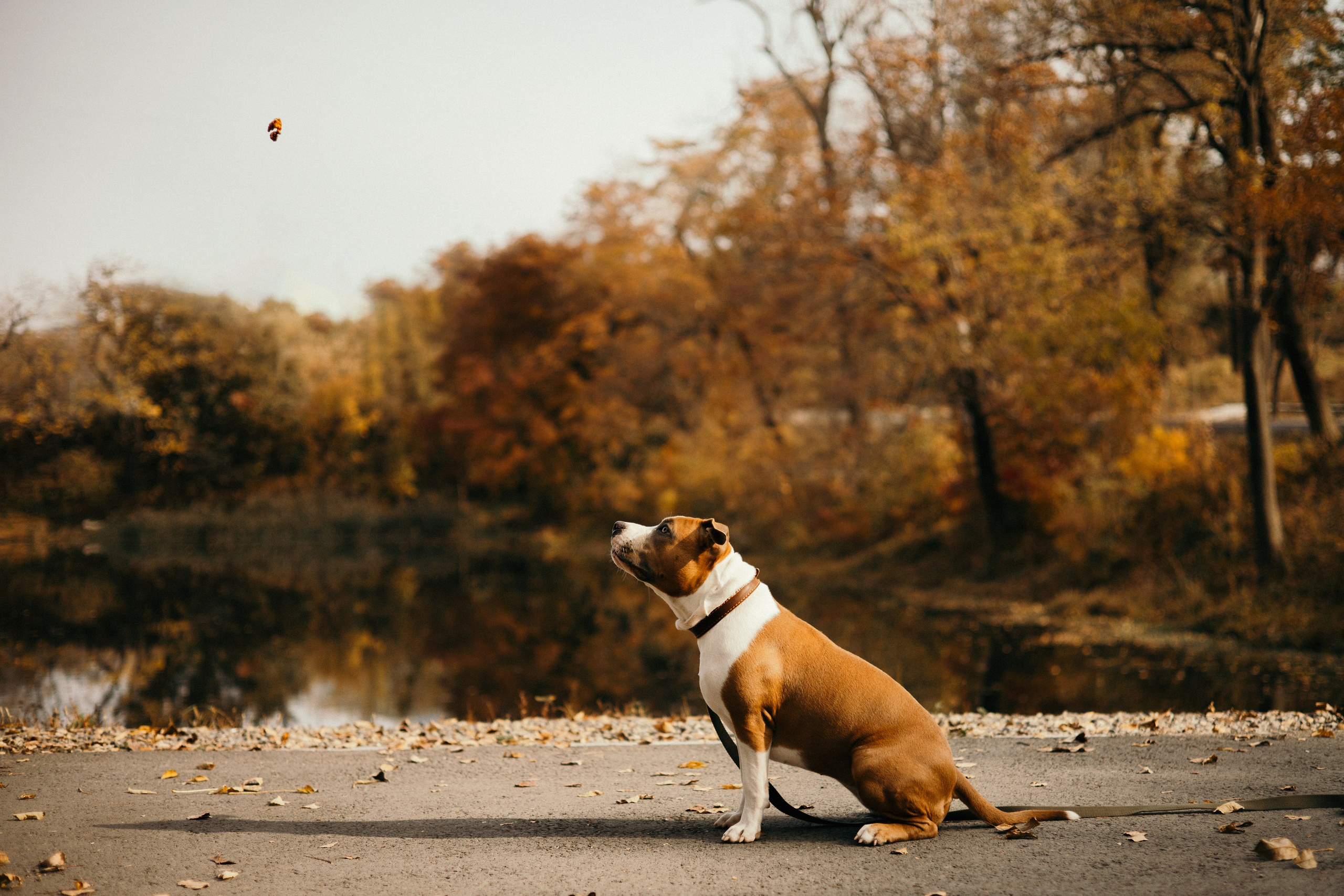 Лаффи и ее семья. Фотограф — анималист Владивосток, Алина