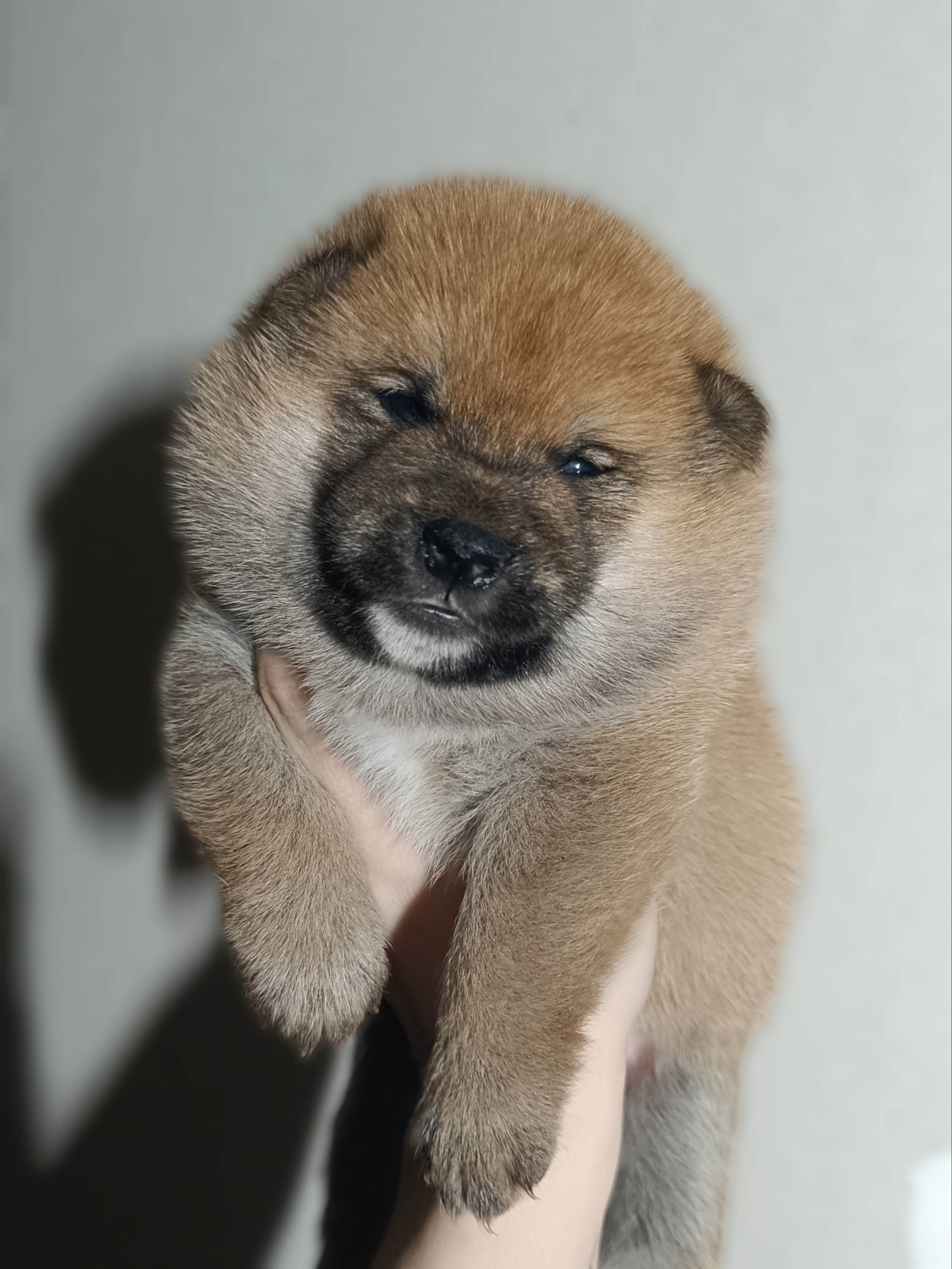 Сиба Rubylight Everest питомник Рубилайт 