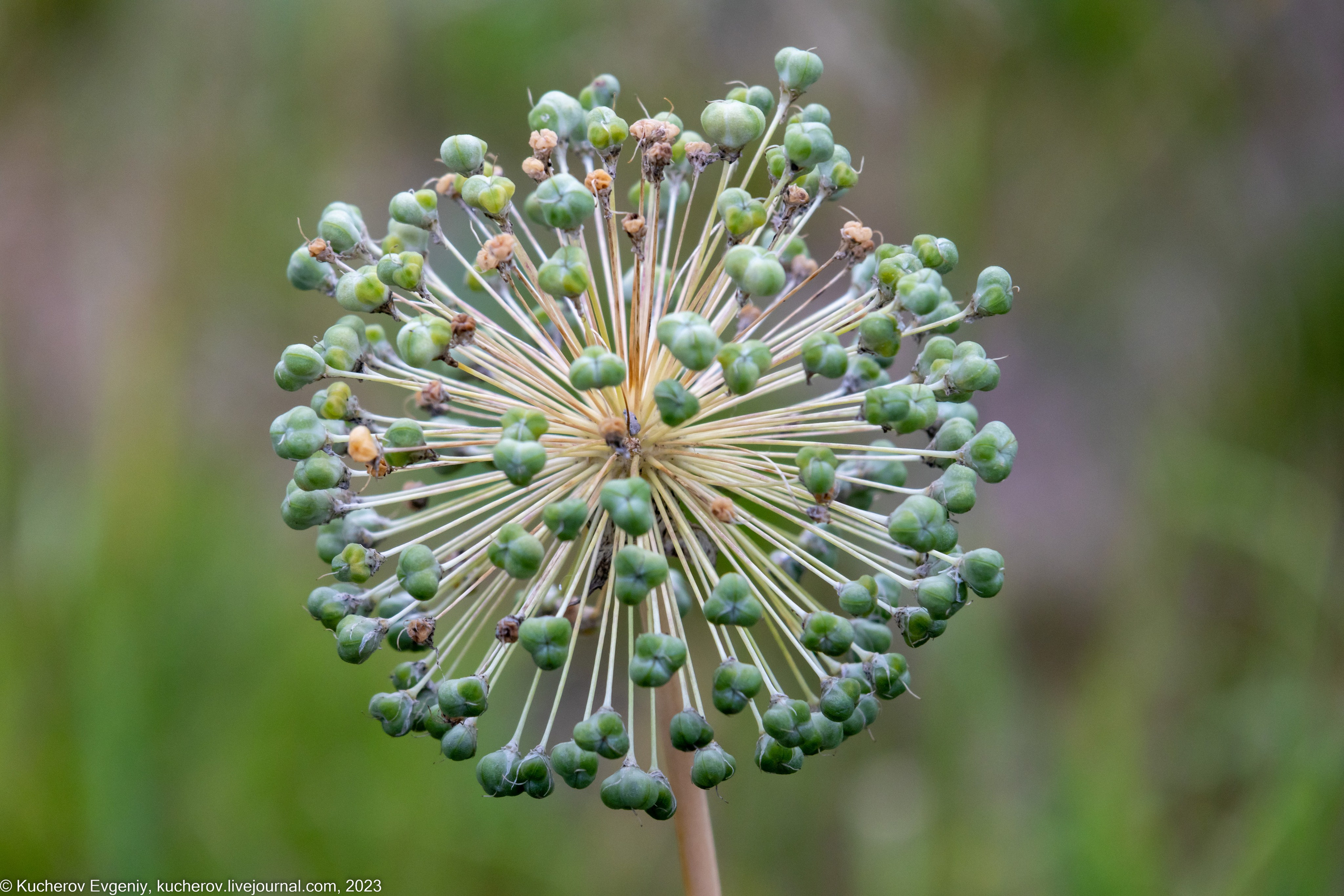 Природа. Кучеров Евгений. Фотограф