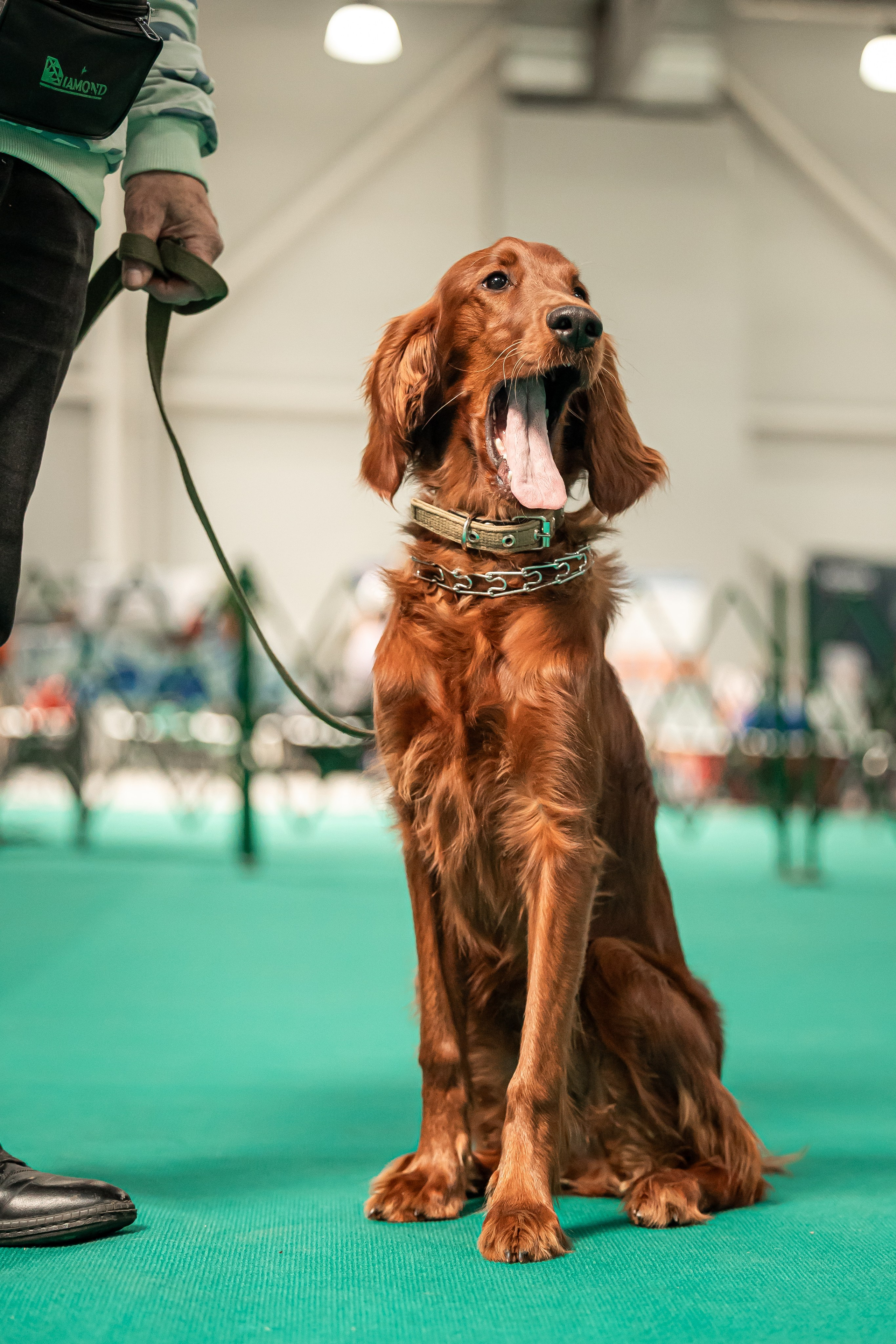 Выставка сеттеров 19.05.24