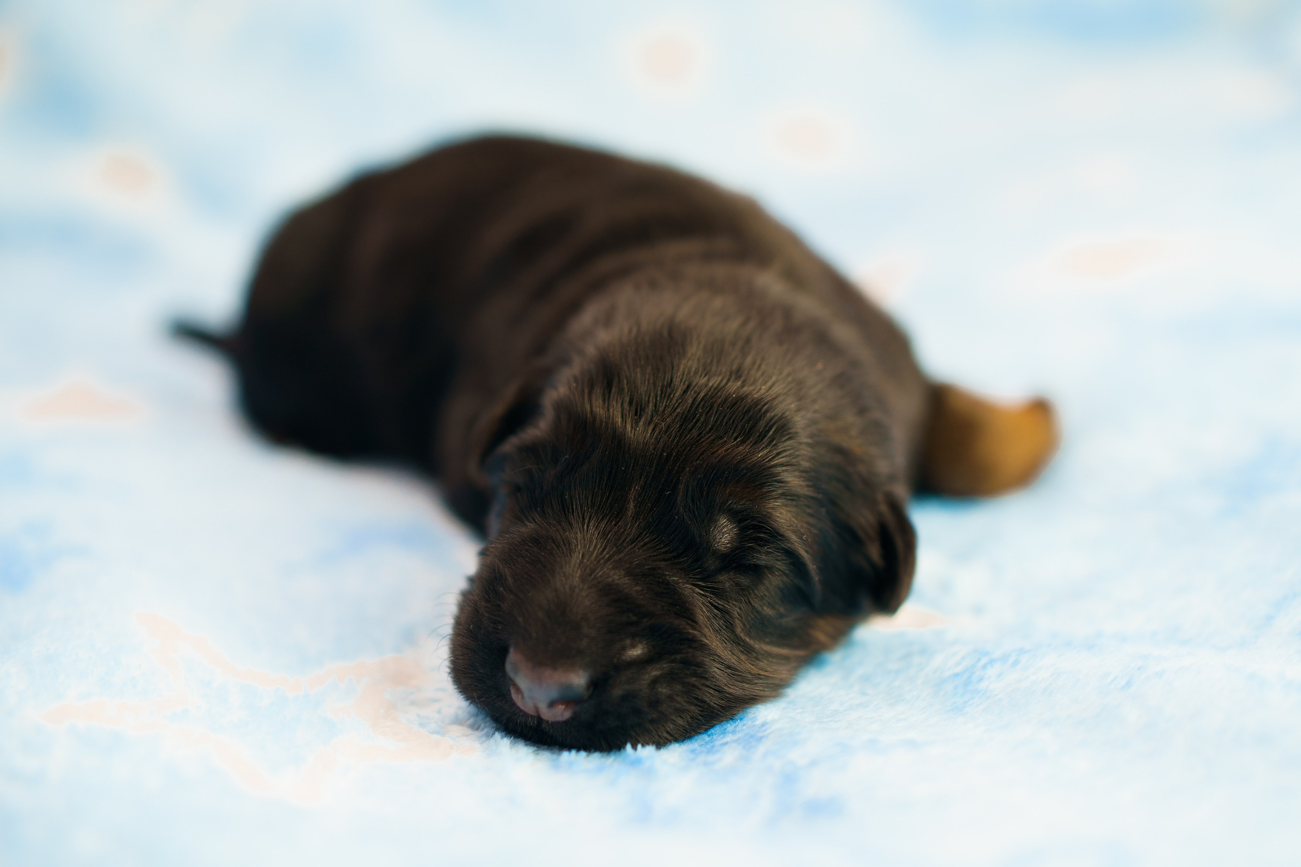Новорожденные немецкие овчарки. Фотограф-анималист Анастасия Большакова