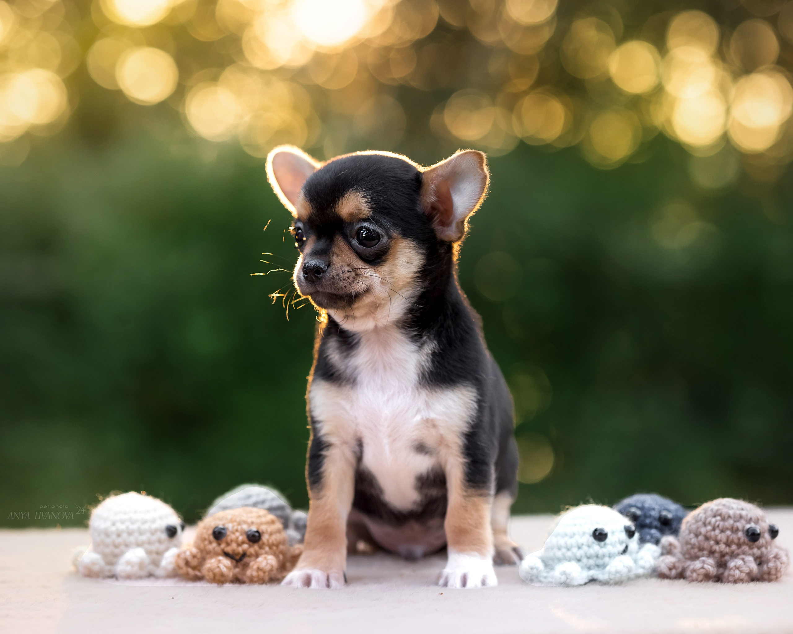 Чихуахуа. Фотограф анималист Аня Ливанова | Рыбинск