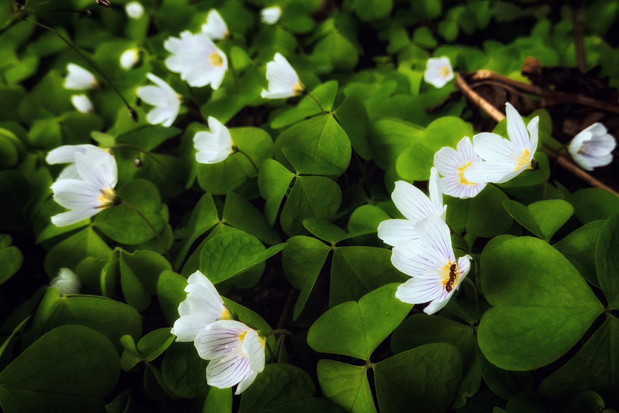 Middle zone of Russia