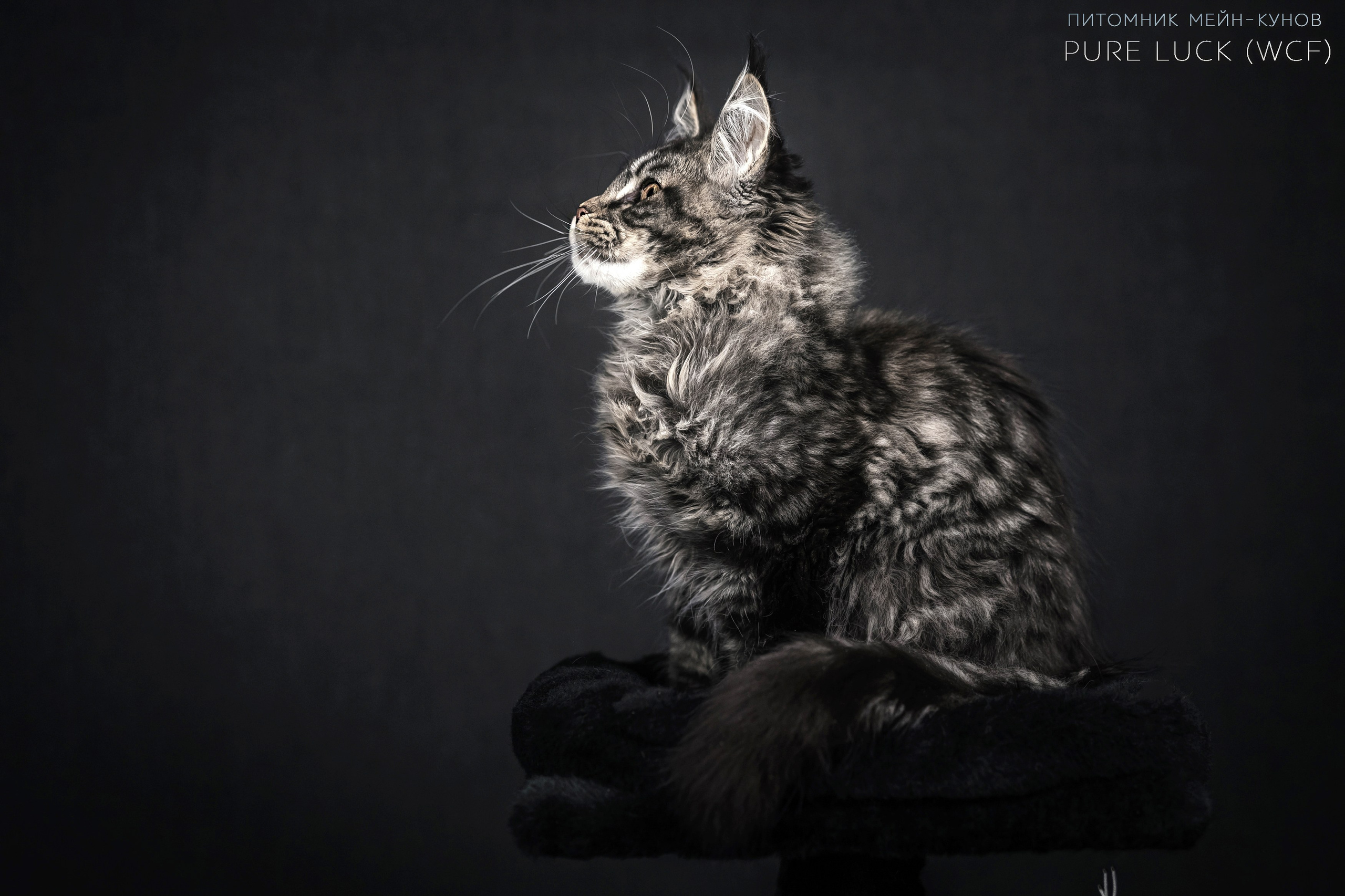 Куны. Фотограф анималист Аня Ливанова | Рыбинск