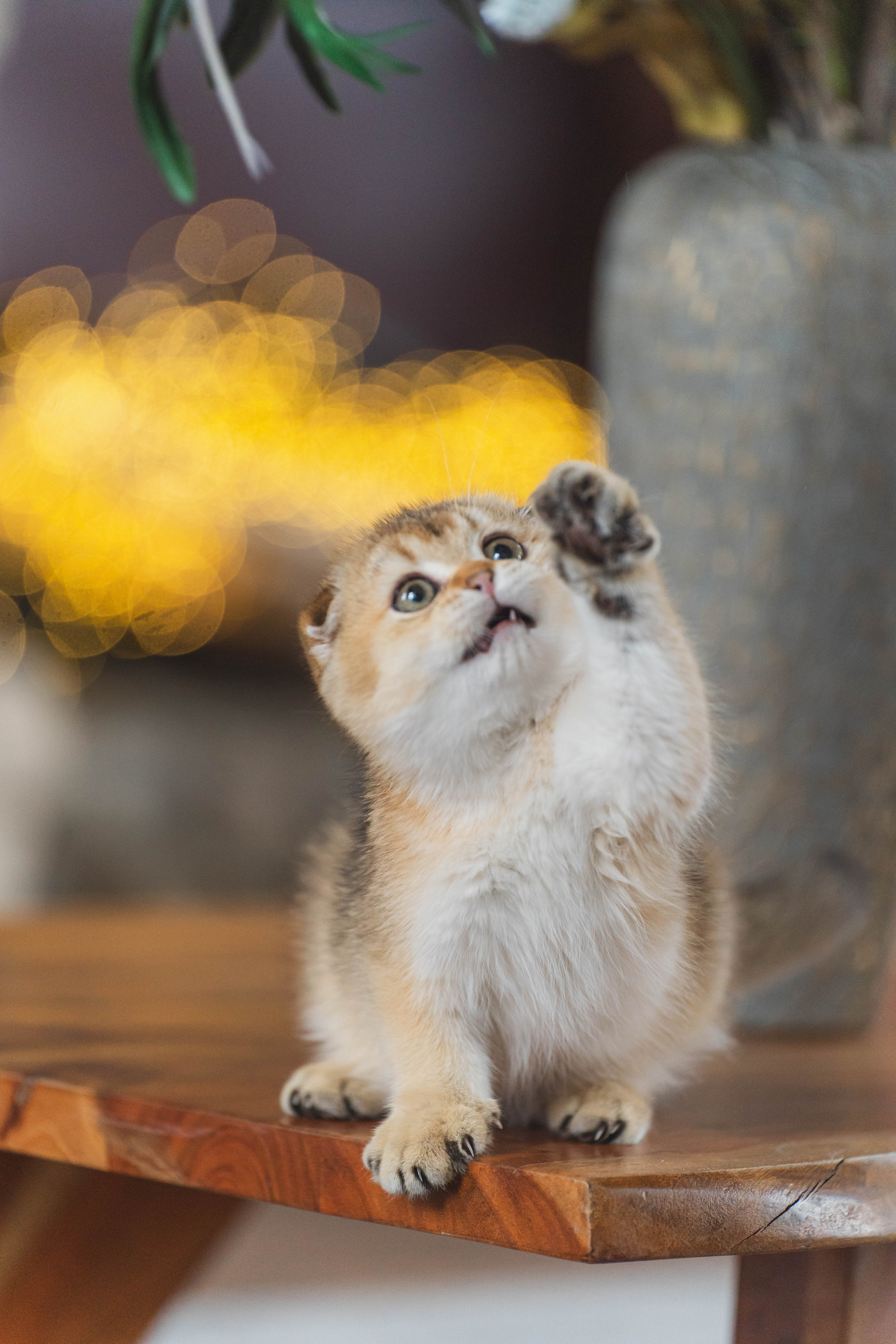 Питомник Шотландских кошек. Фотограф в Москве Ленарская Дарья