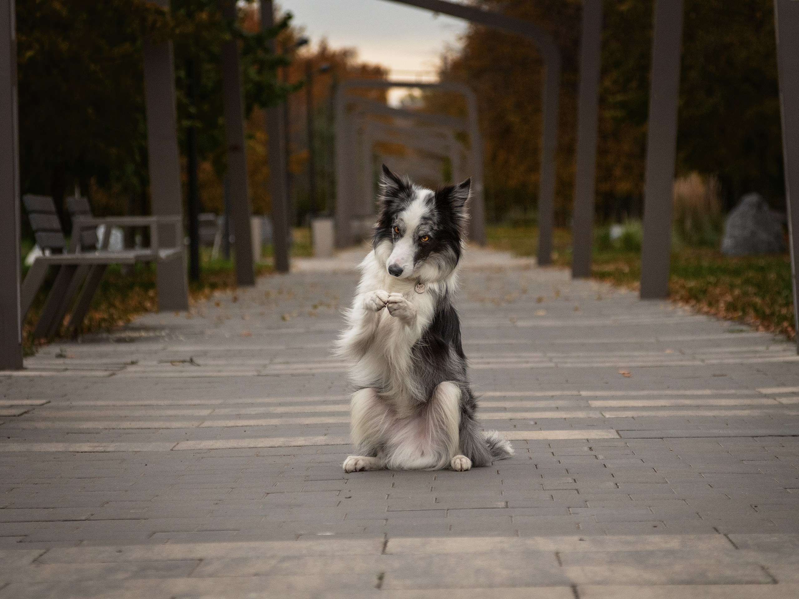 Осень. Фотограф анималист Никита Натальный