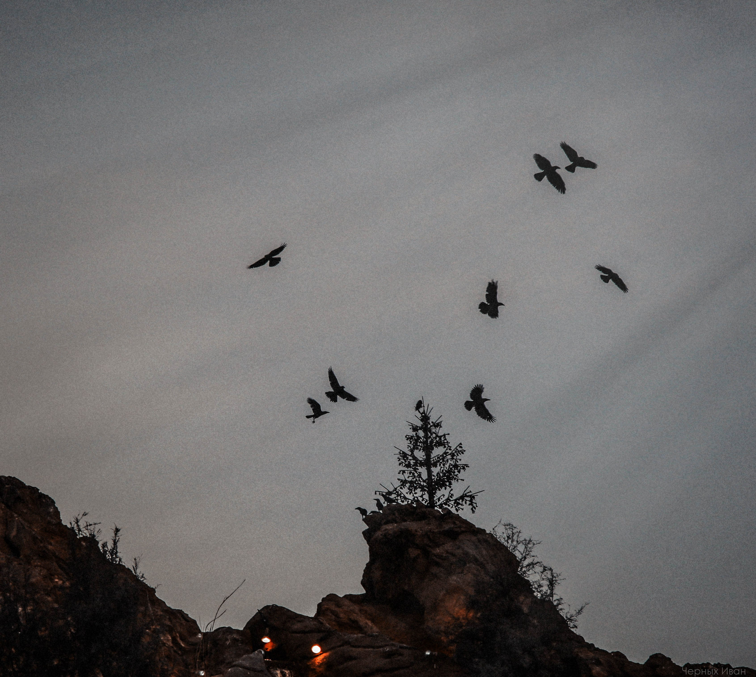 Пернатый психоз. Стрит-фотография, полная абсурда, идиотизма и красоты