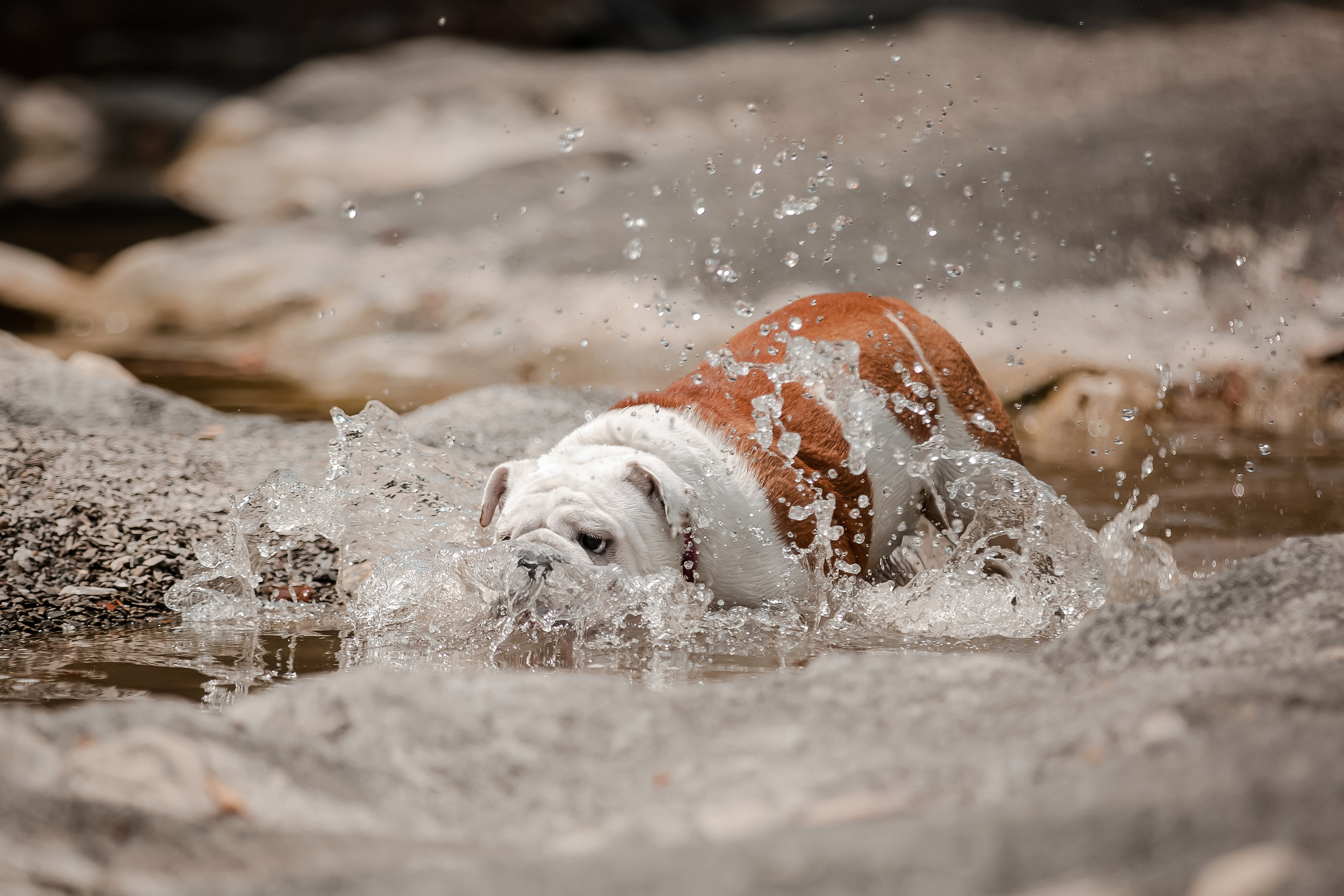 Фотосессия английского бульдога на речке. Фотограф-анималист в Краснодаре Маша Мельникова