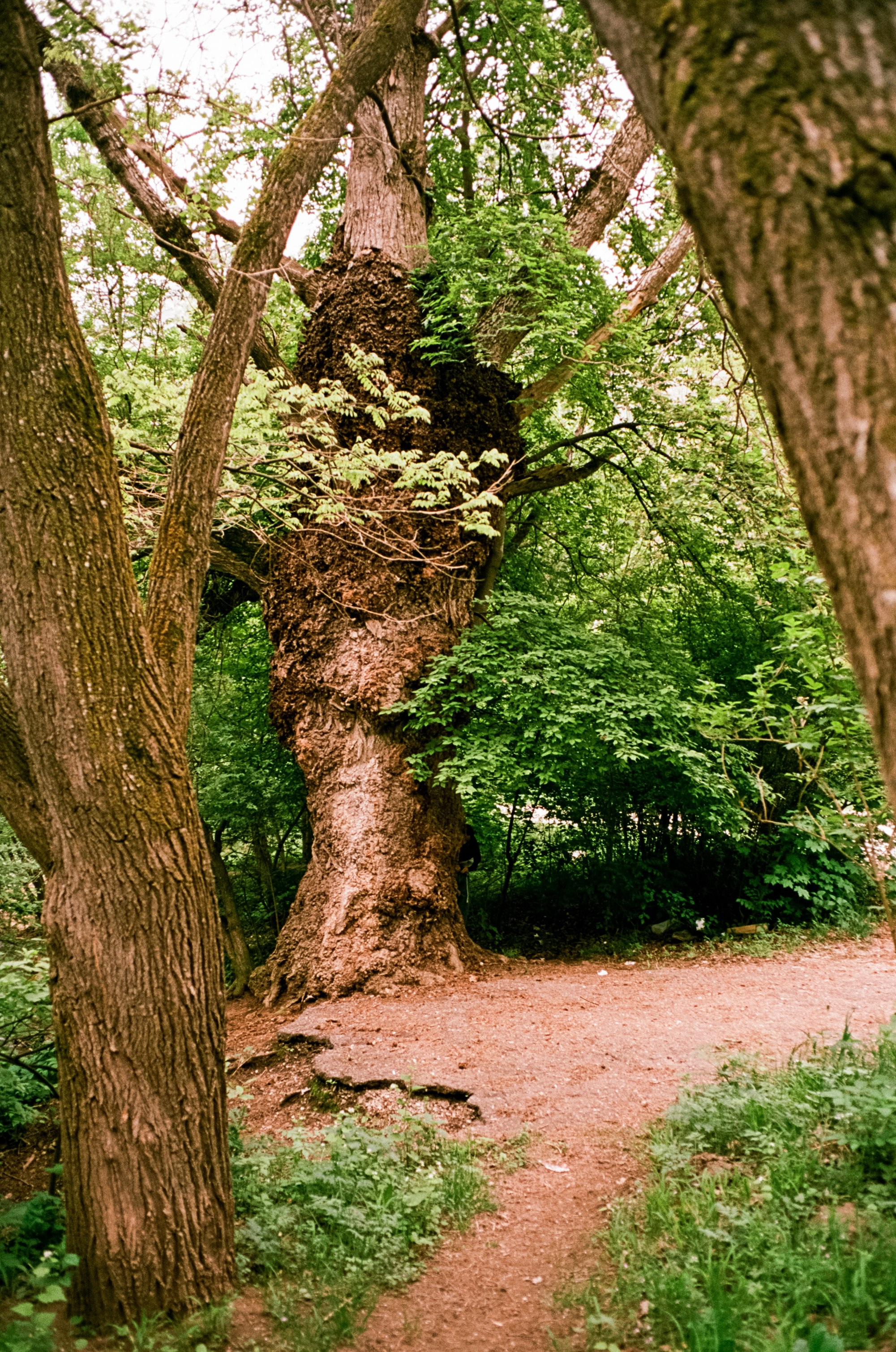 Кисловодск, дорога в сторону метеостанции, туман, лошади / Voigtlander