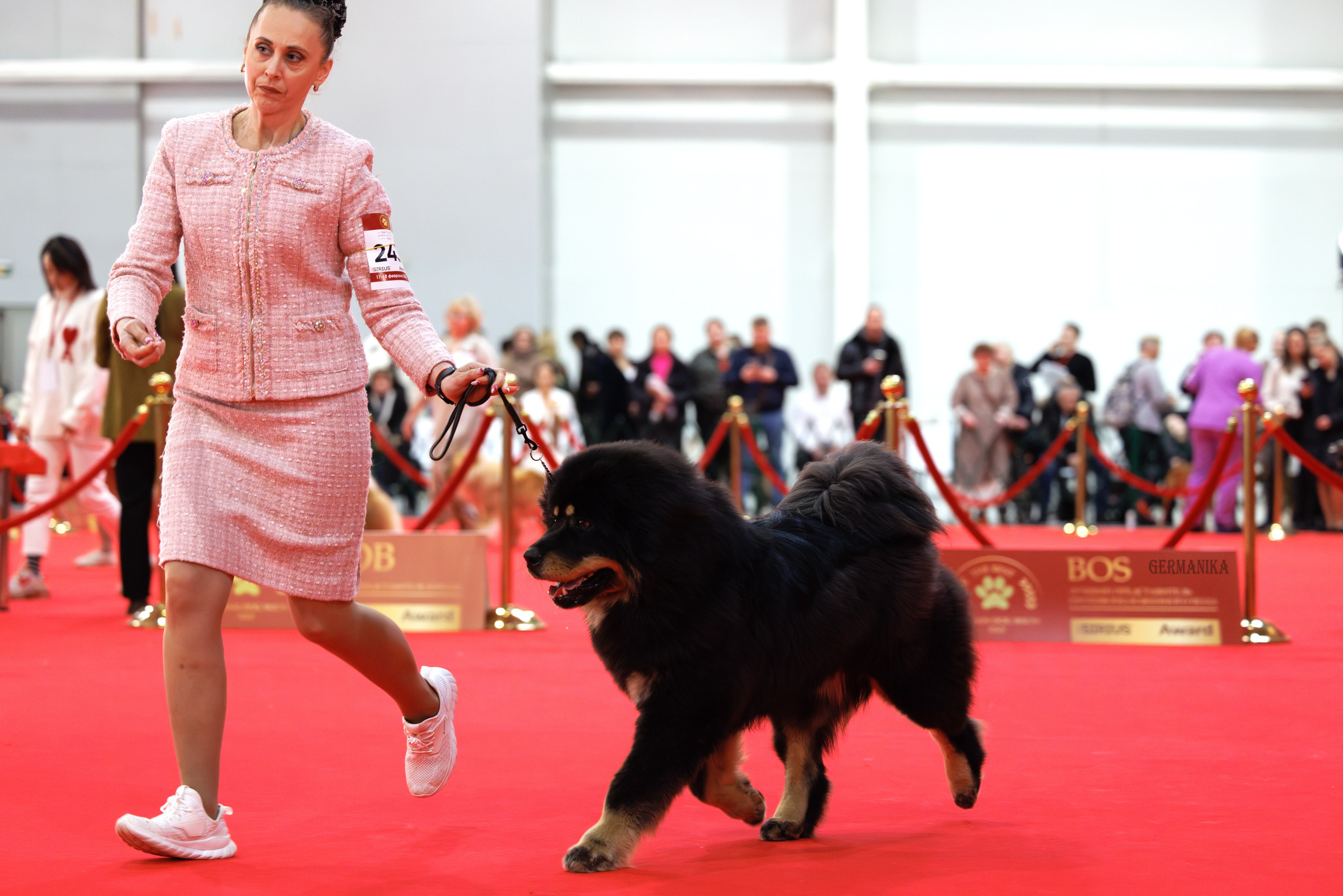 Лучшие Собаки России 17-18.02.2024. Фотограф-анималист Юлия Германика