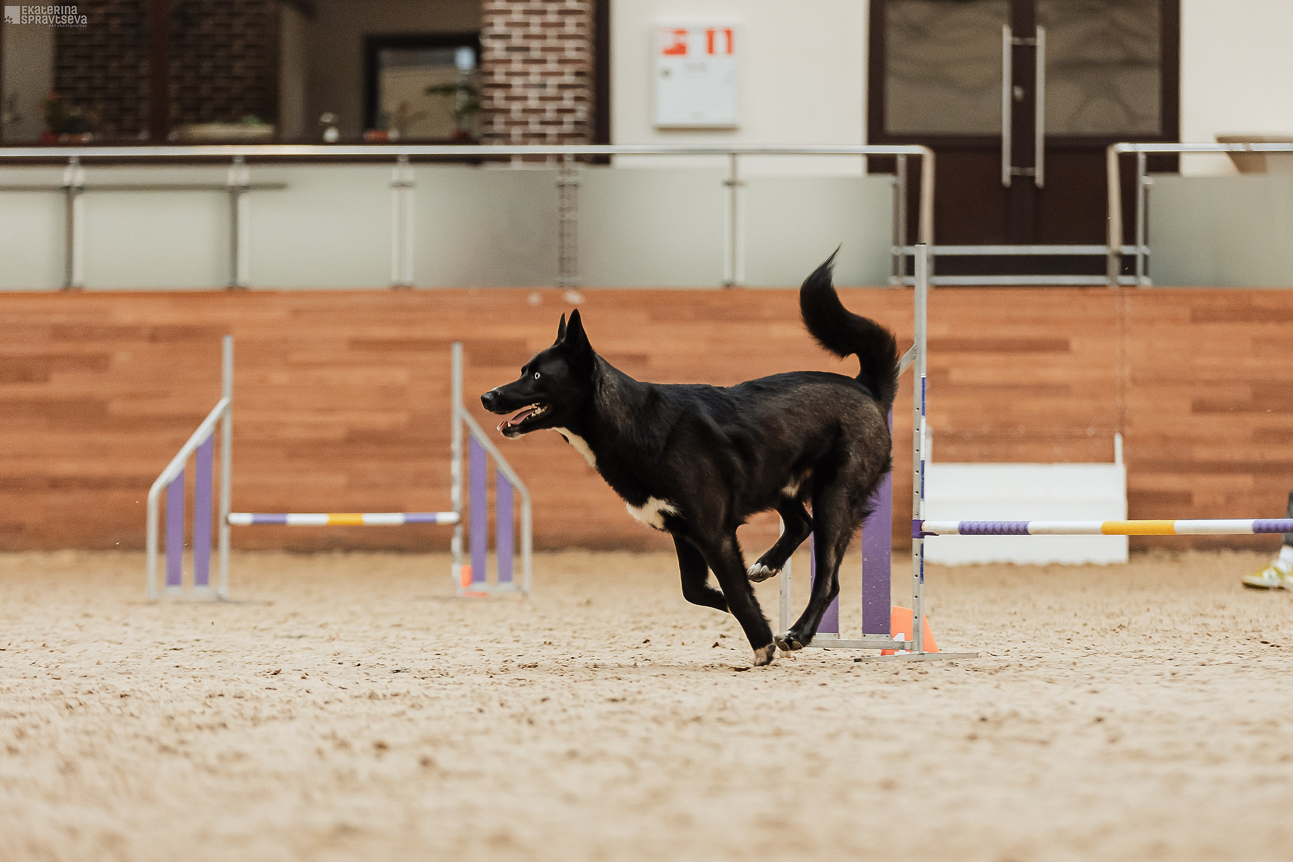 ЧРКФ Аджилити в Максима. Фотограф Анималист Екатерина Справцева в Нижнем Новгороде