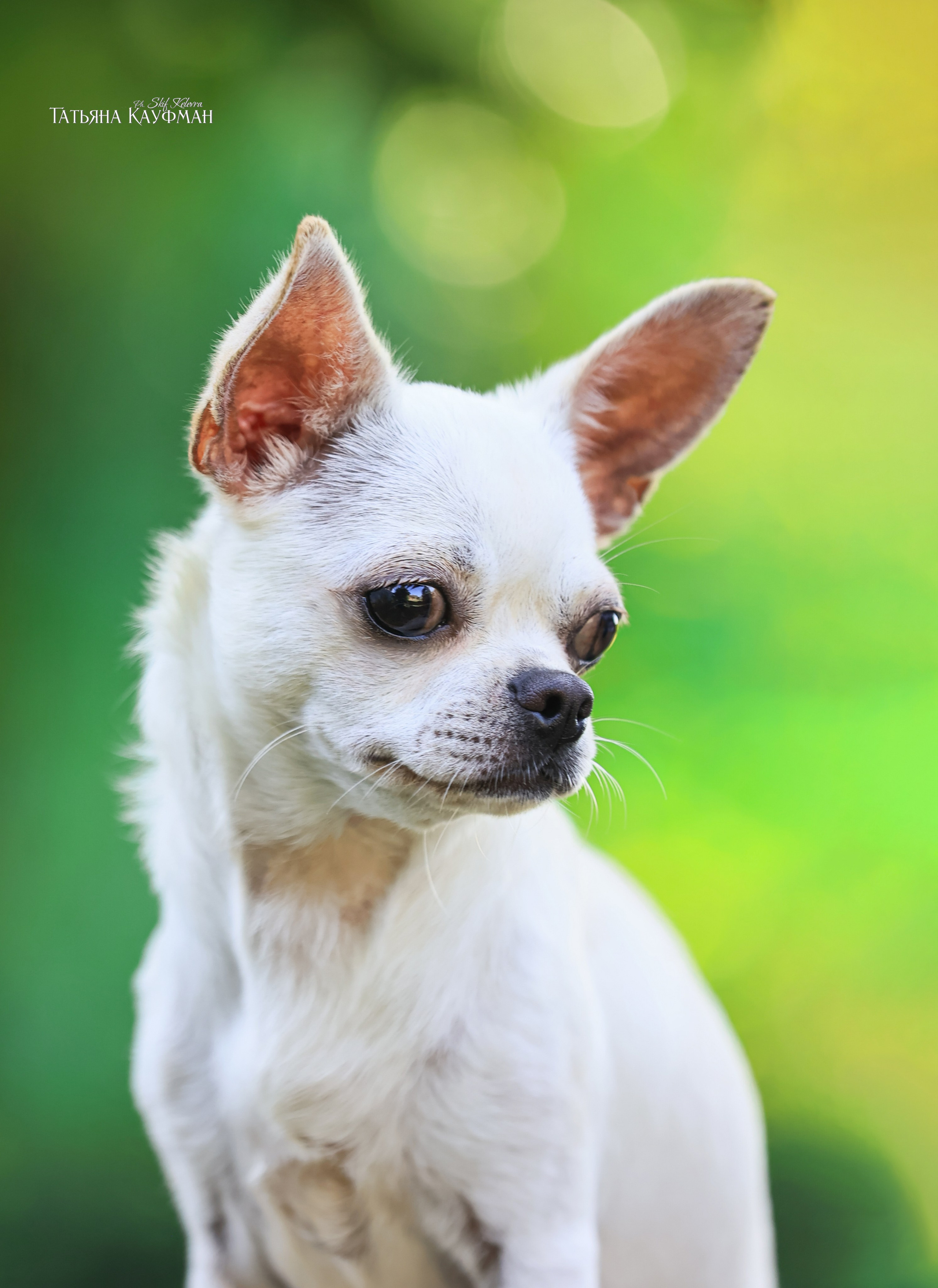 Чухуа хуа, собака в цветах, красивая собака, фотограф анималист, фотокурс Анималистика, научиться фотографировать собак, фотограф Новосибирск