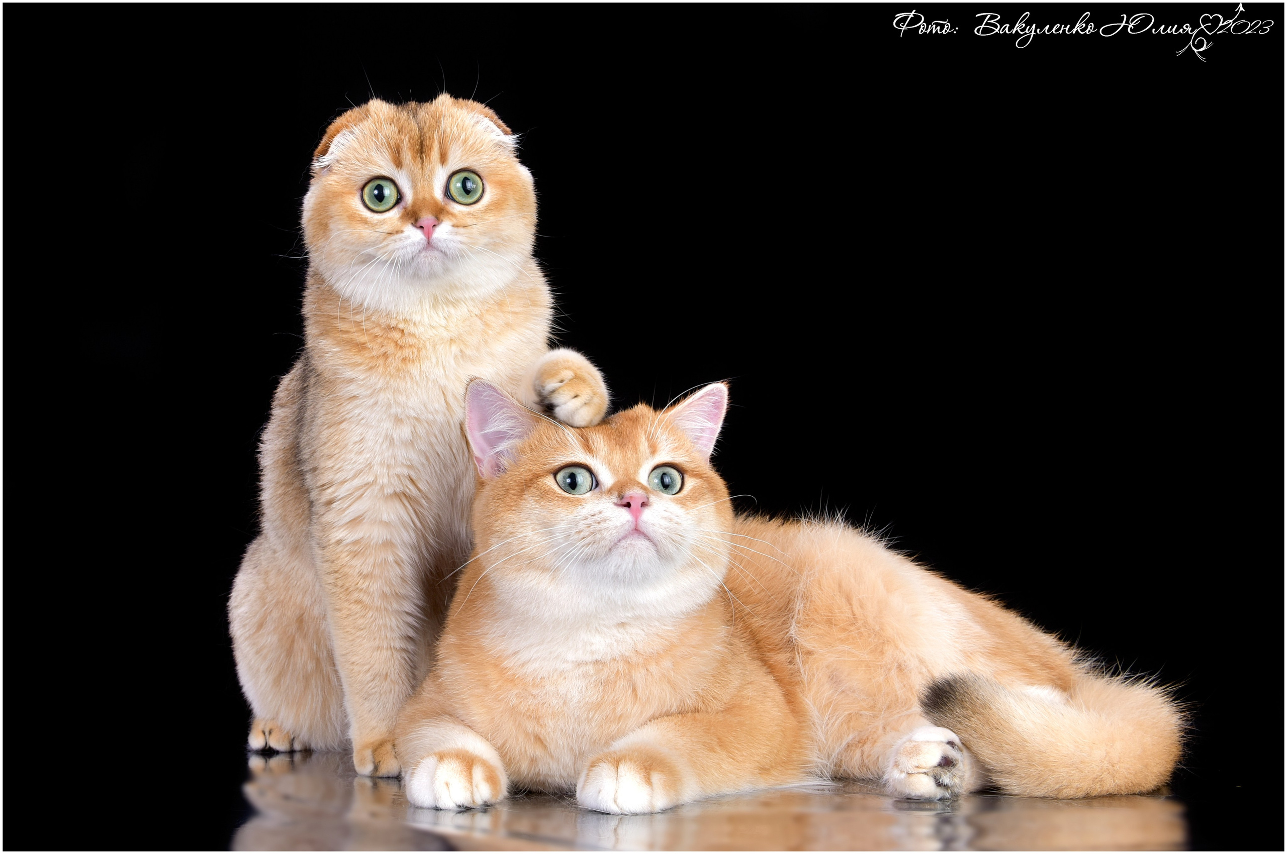 Взрослые. Фотограф анималист | семейный Юлия Вакуленко, г. Краснодар