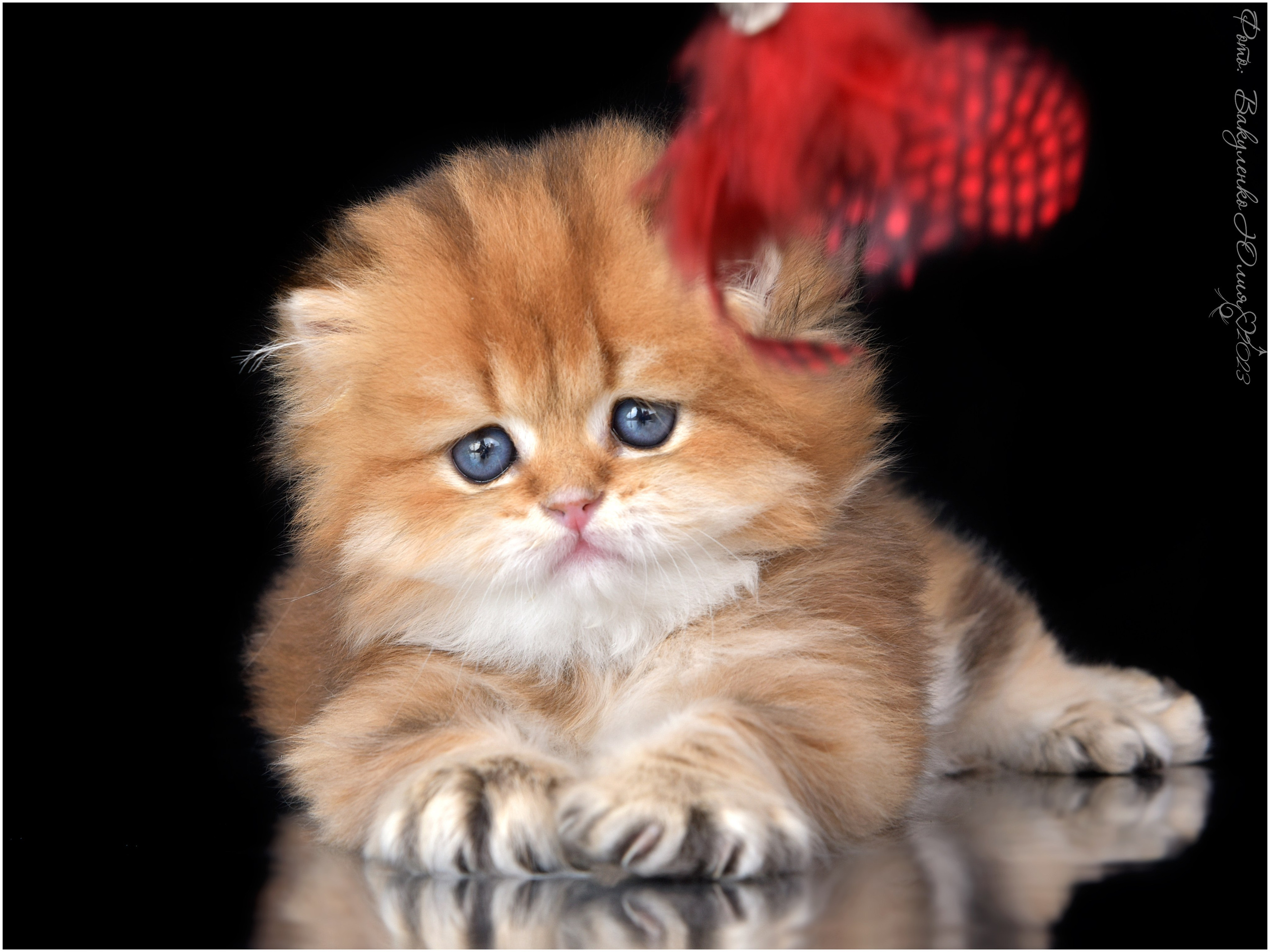 Котята. Фотограф анималист | семейный Юлия Вакуленко, г. Краснодар