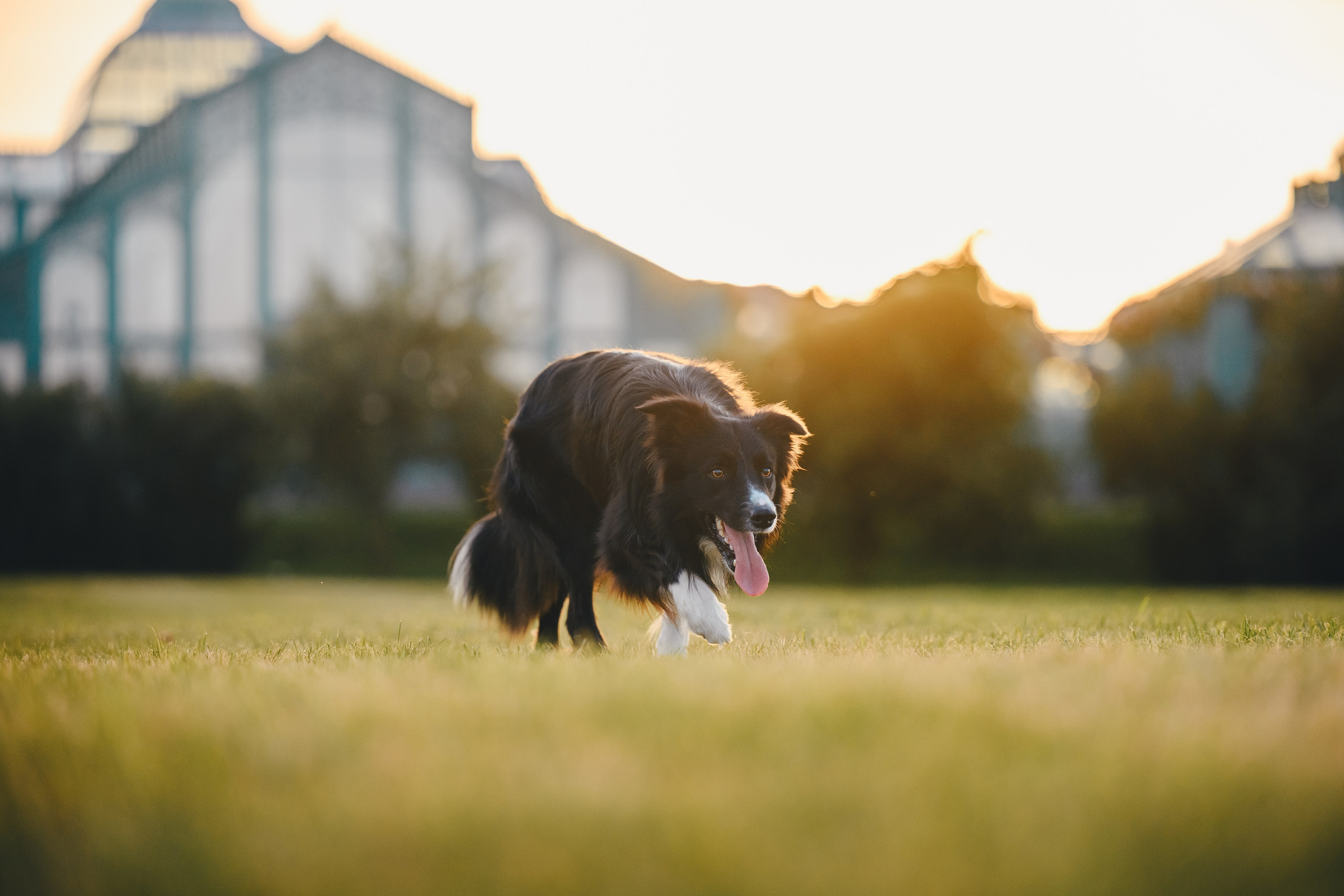 Марина и Эдж. Семейный фотограф анималист Ананьева Мария — Москва