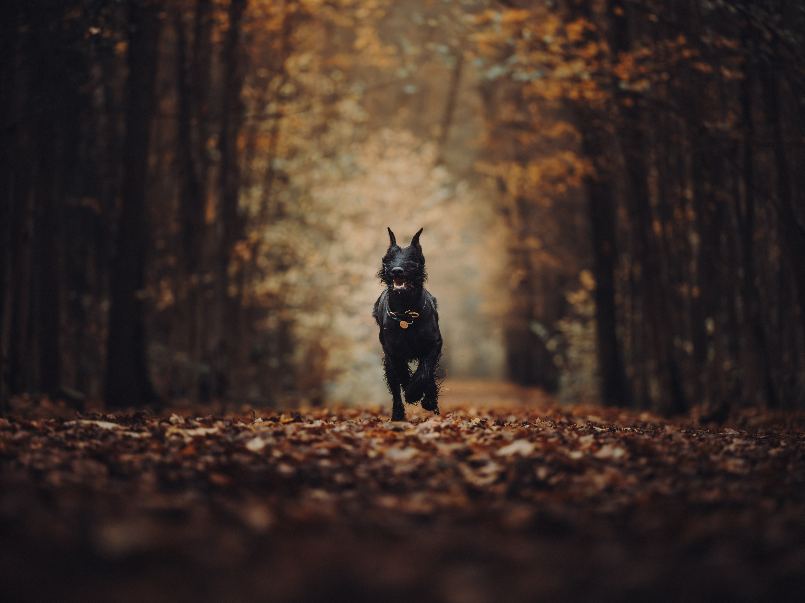 Даша и Умбра. Семейный фотограф анималист Ананьева Мария — Москва