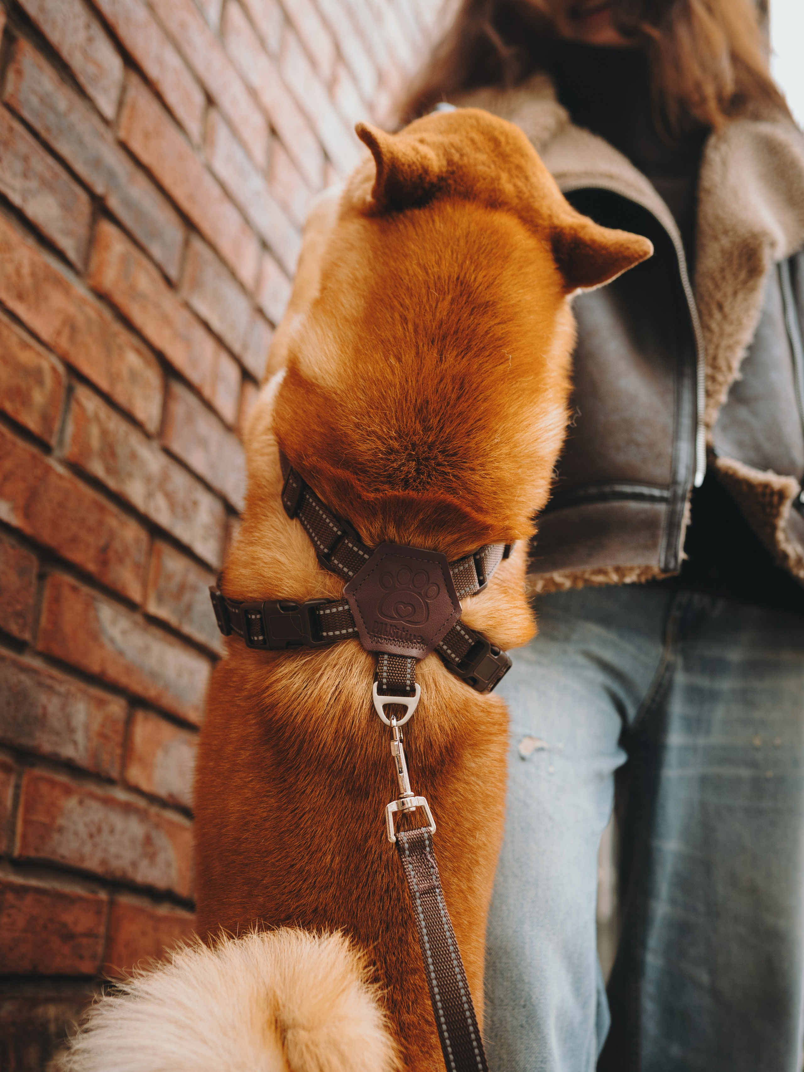 Pawsitive. Семейный фотограф анималист Ананьева Мария — Москва