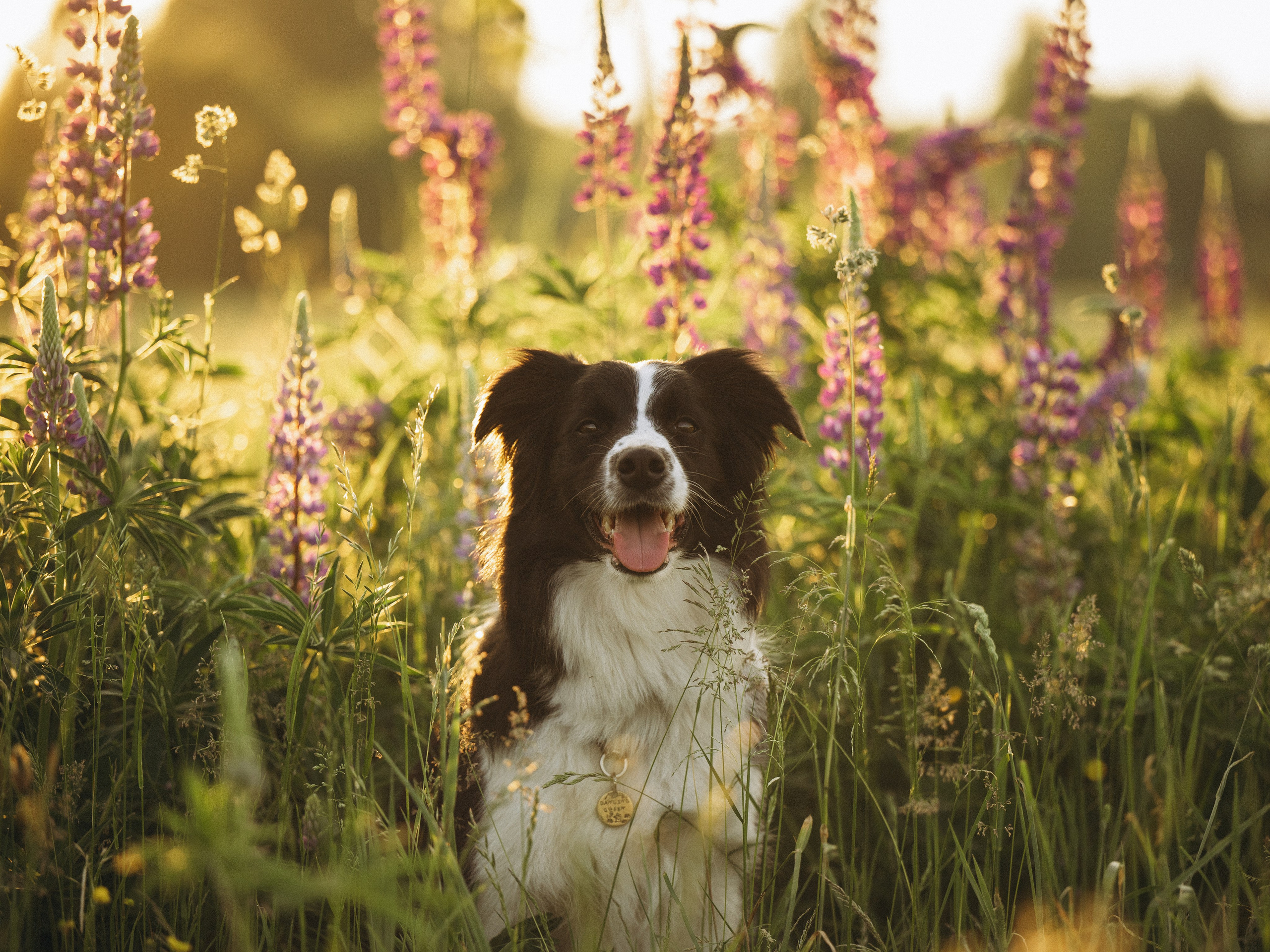 Регина и Эстер. Семейный фотограф анималист Ананьева Мария — Москва