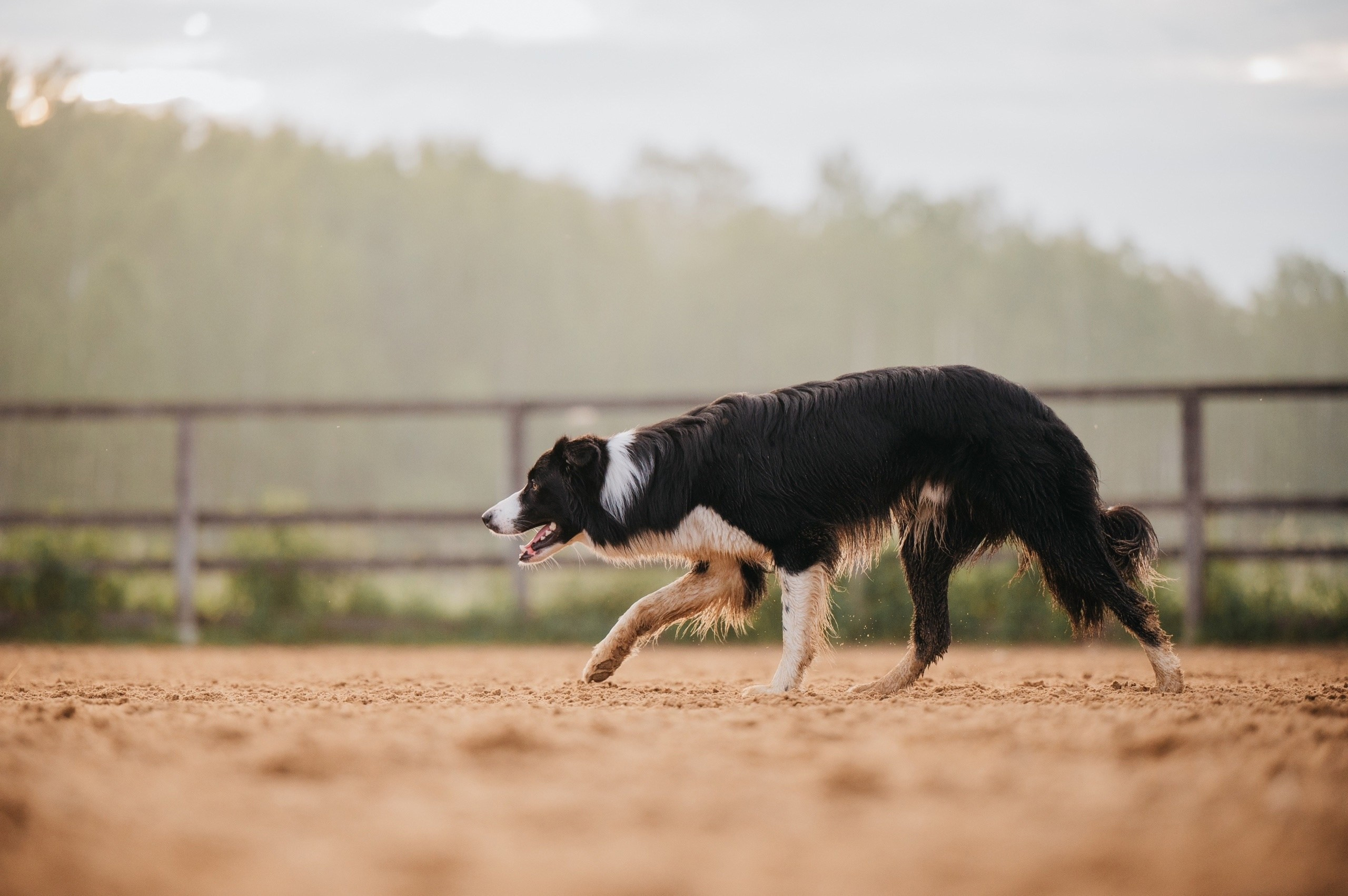 Пастьба. Семейный фотограф анималист Ананьева Мария — Москва