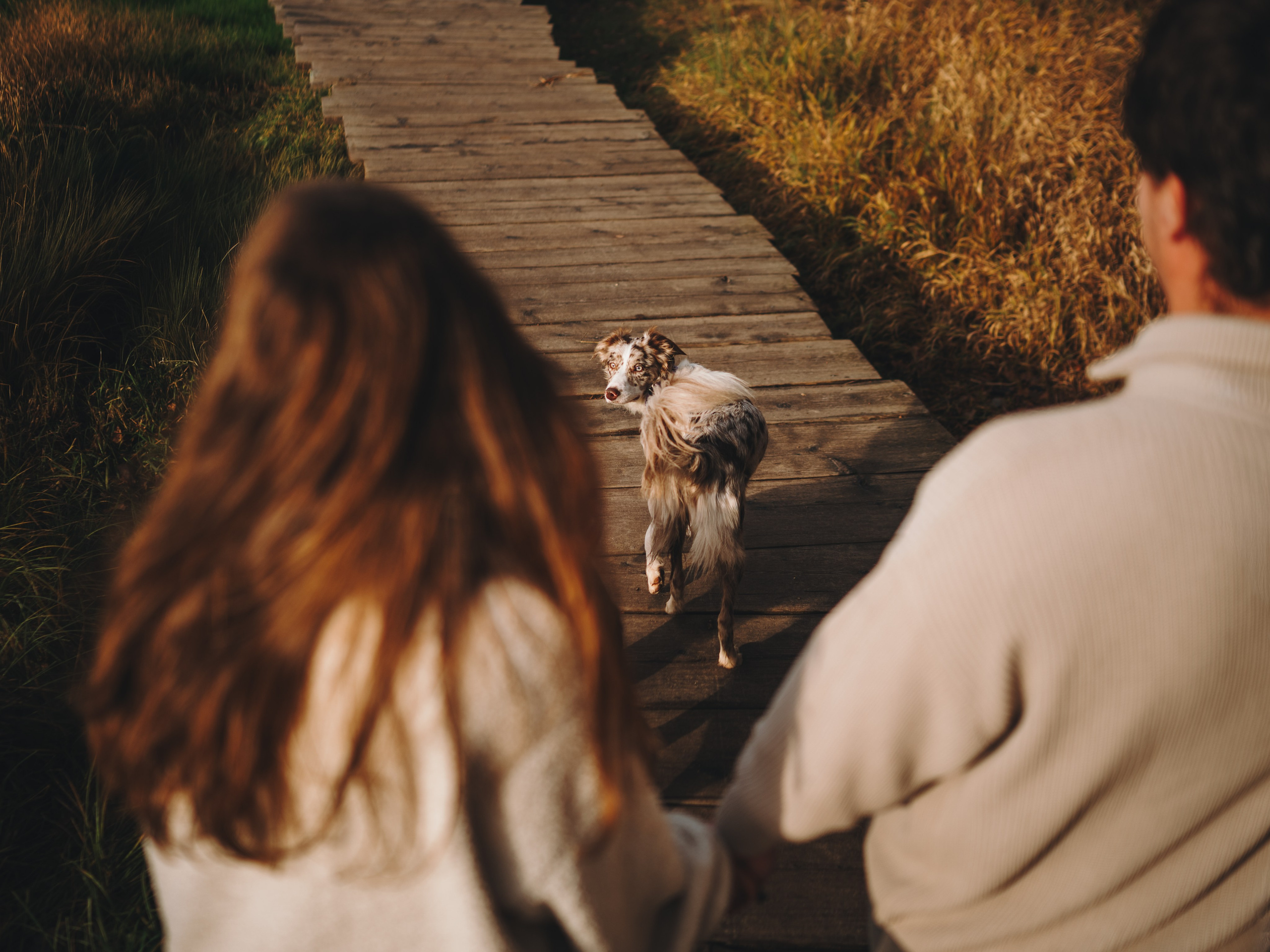 Настя, Максим, Орео и Норд. Семейный фотограф анималист Ананьева Мария — Москва