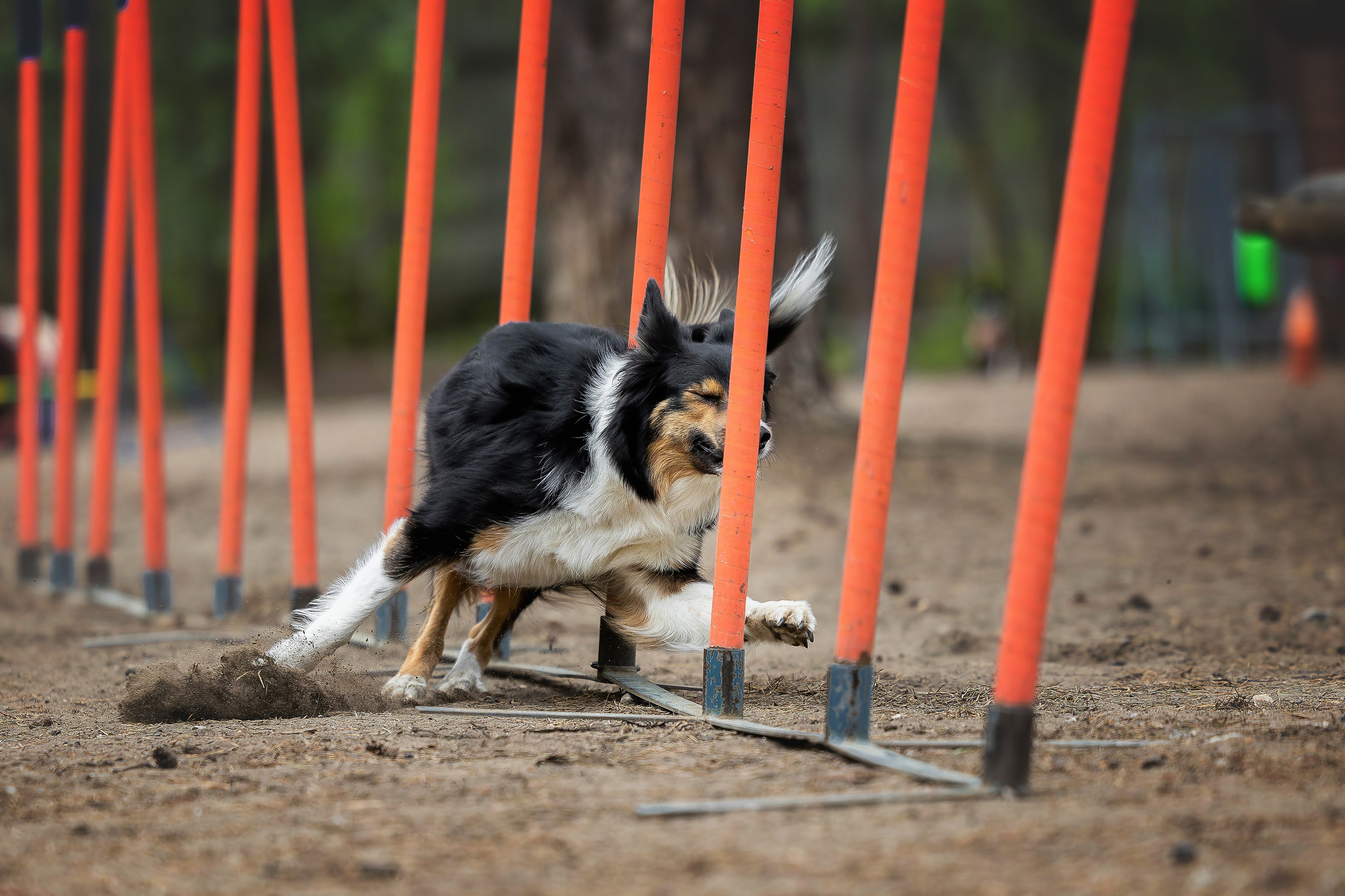 Тренировка аджилити. Фотограф Анималист в Перми Анастасия Остерман