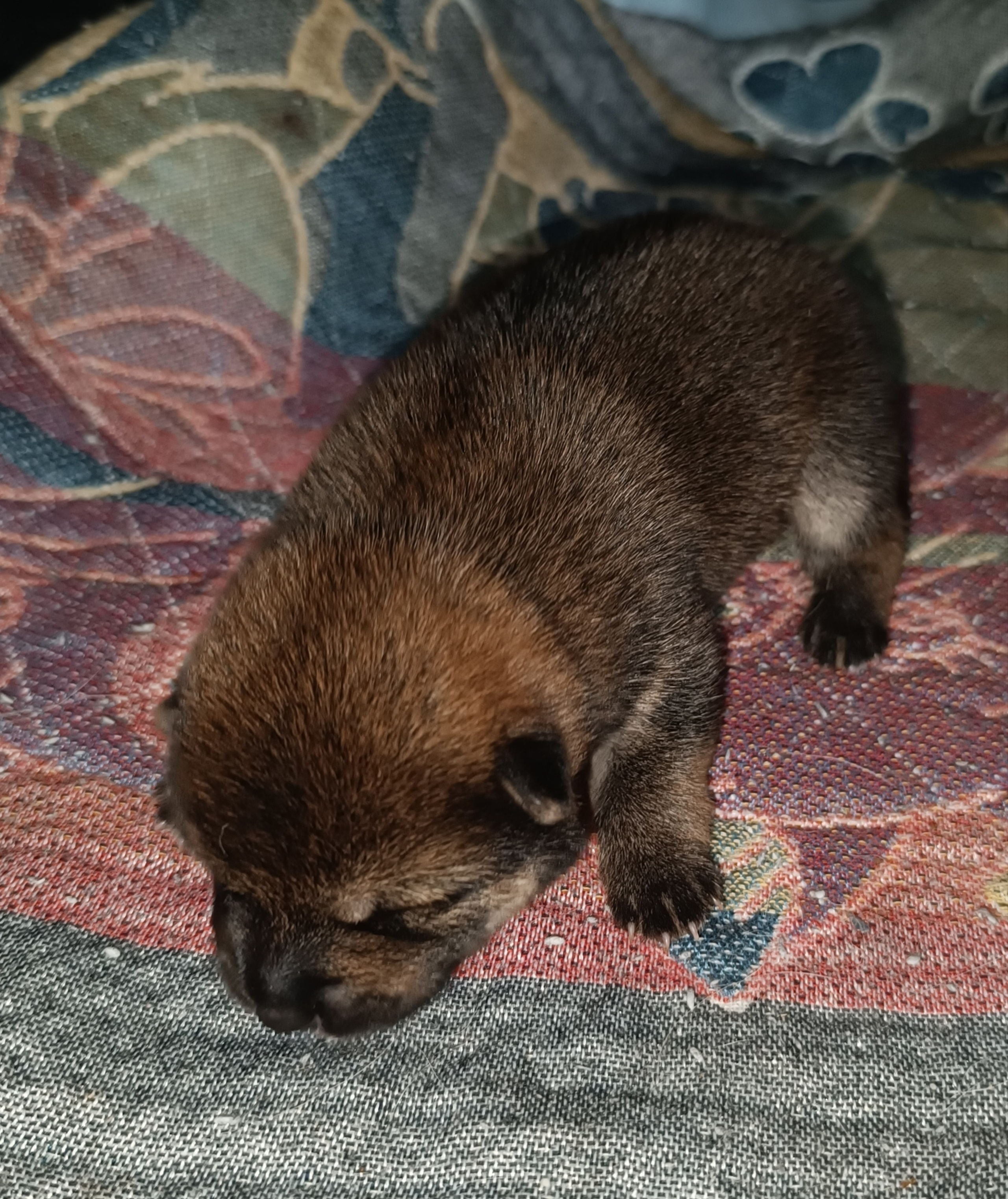 сиба питомник Рубилайт щенки на продажу rubylight  сиба щенки купить СПб Санкт-Петербург 