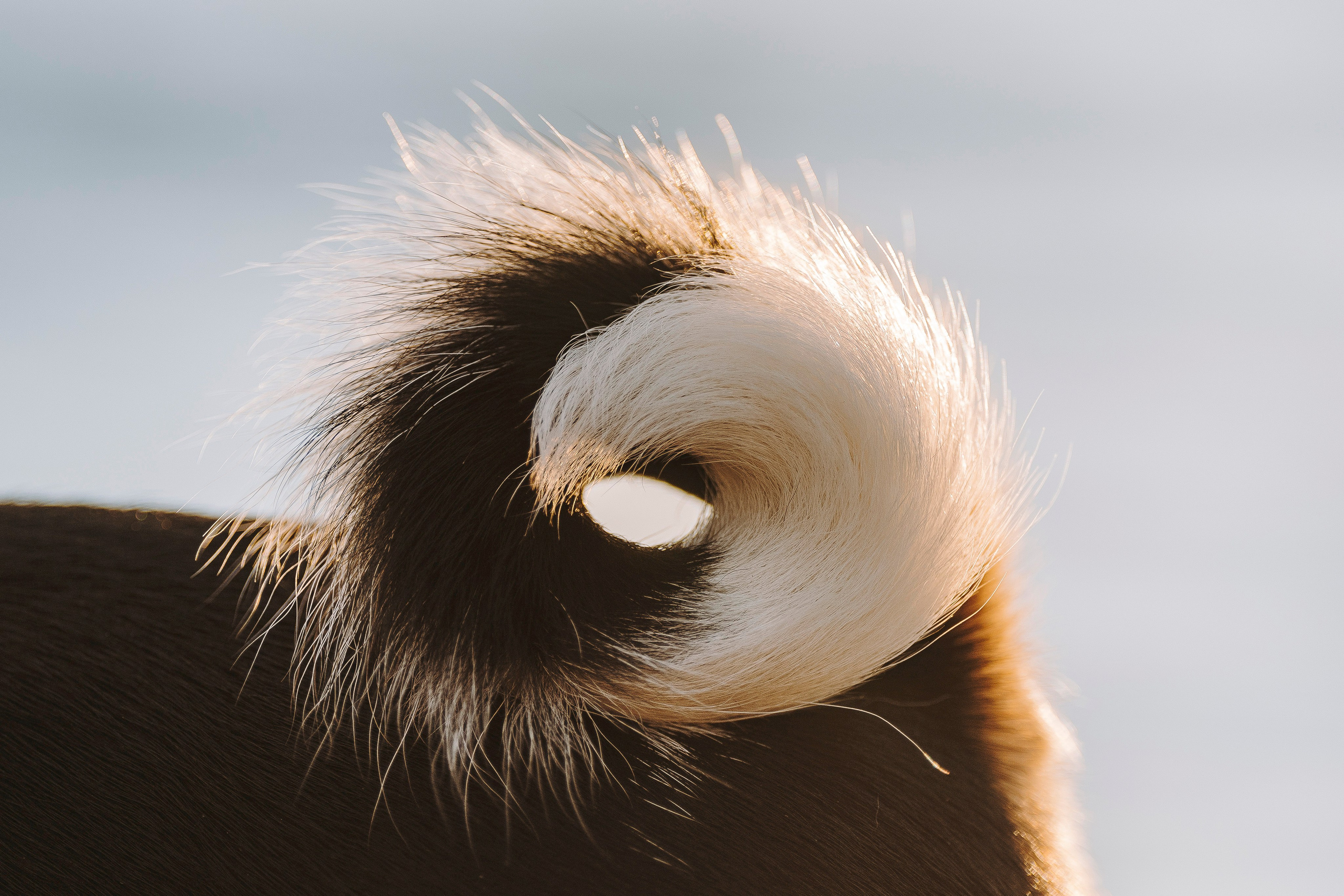 Екатерина и Дива. Фотограф анималист в Спб недорого Олеся Майорова