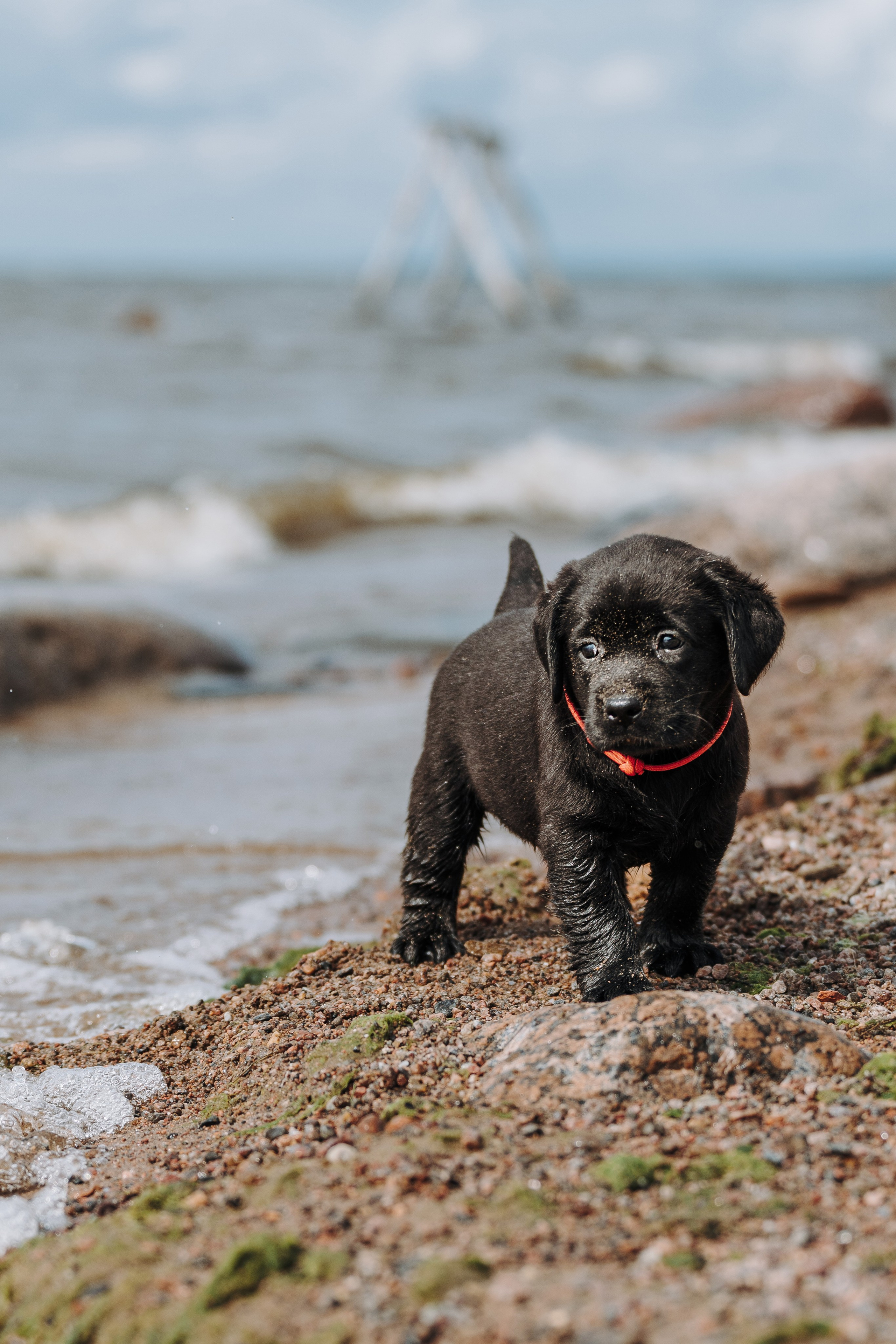 Лабрадорчики на пляже. Фотограф анималист в Спб недорого Олеся Майорова