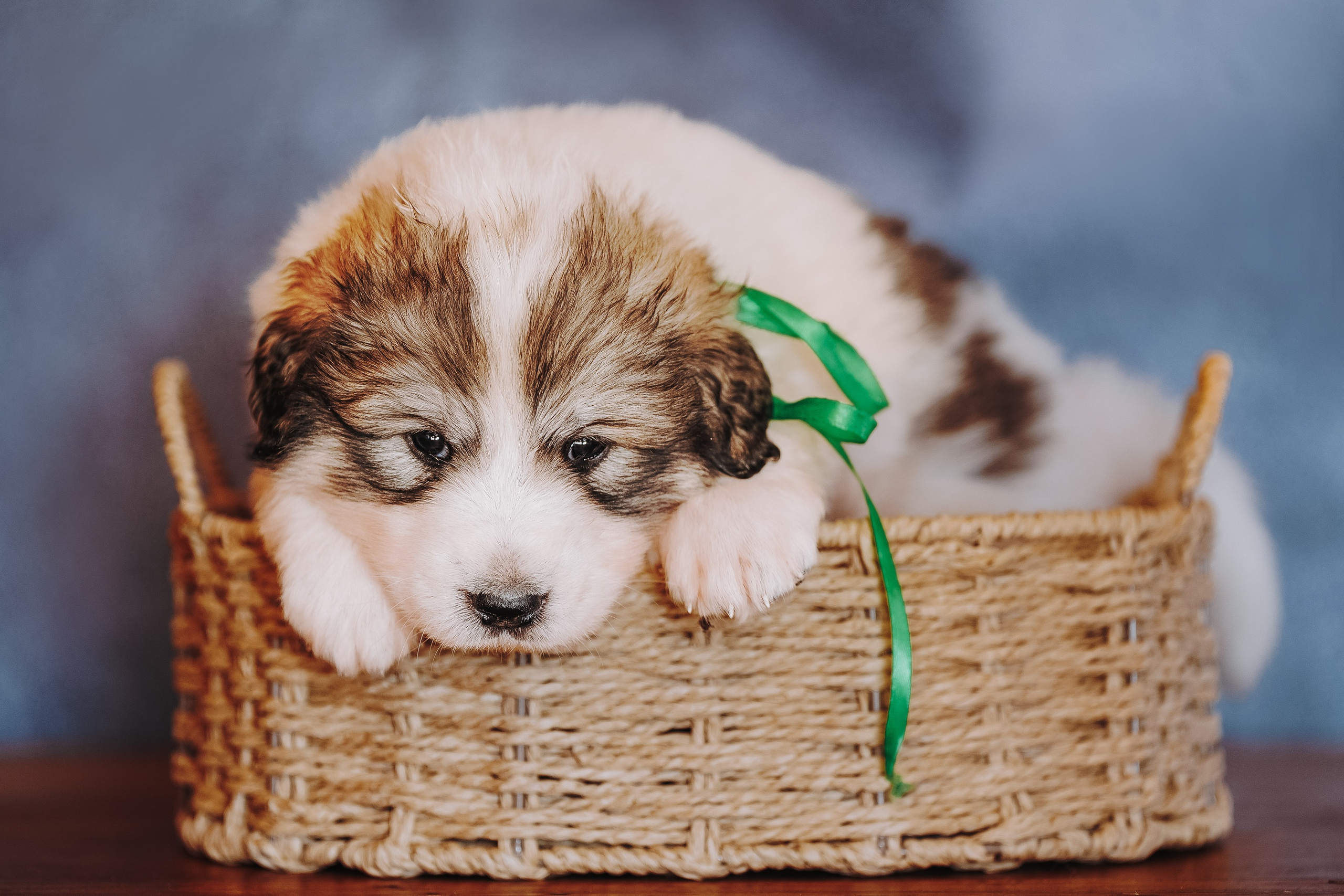 Пиренейские горные. Фотограф анималист в Спб недорого Олеся Майорова