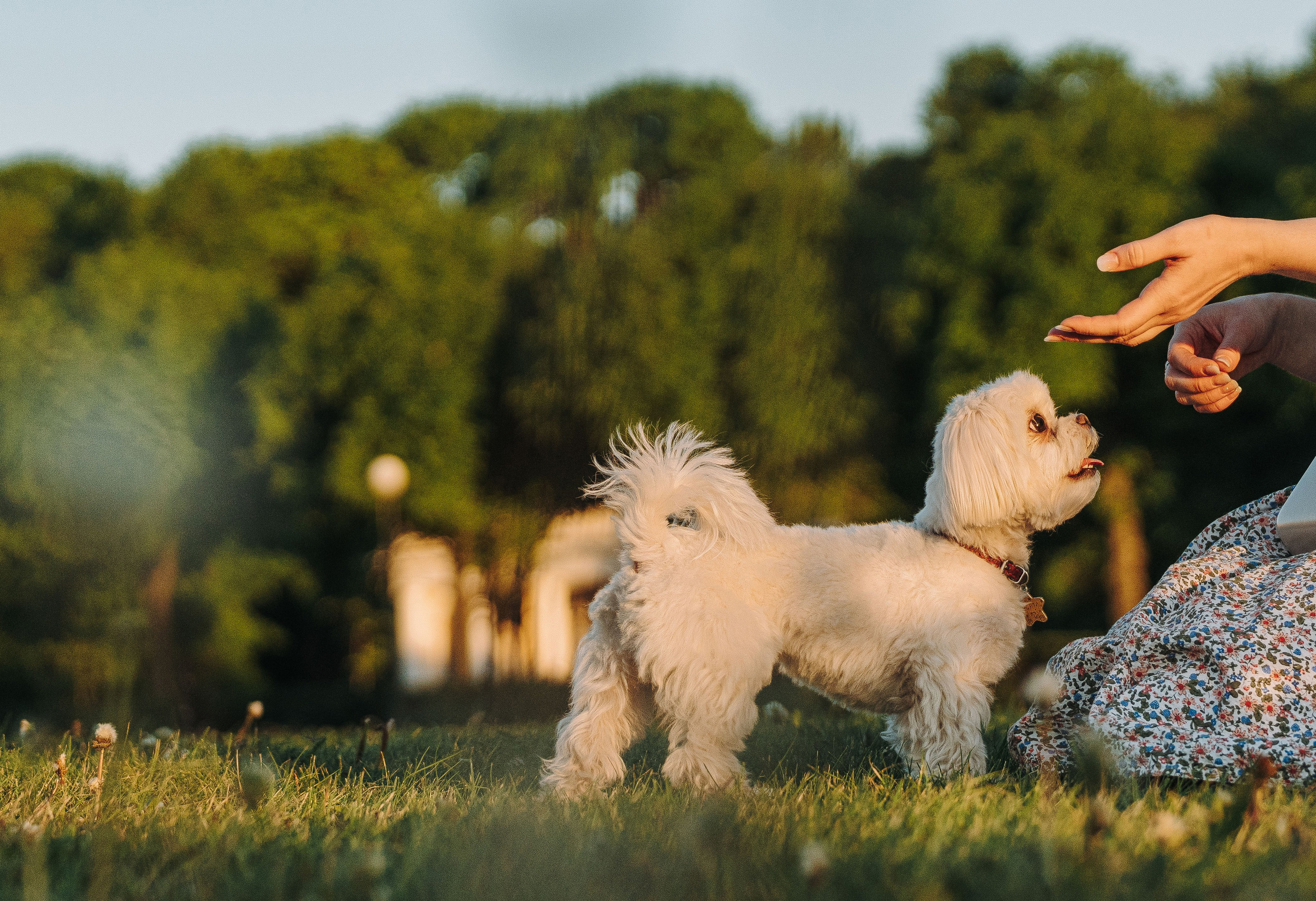 Фотосессия с питомцем в центре Санкт-Петербурга. Фотограф анималист в Спб недорого Олеся Майорова