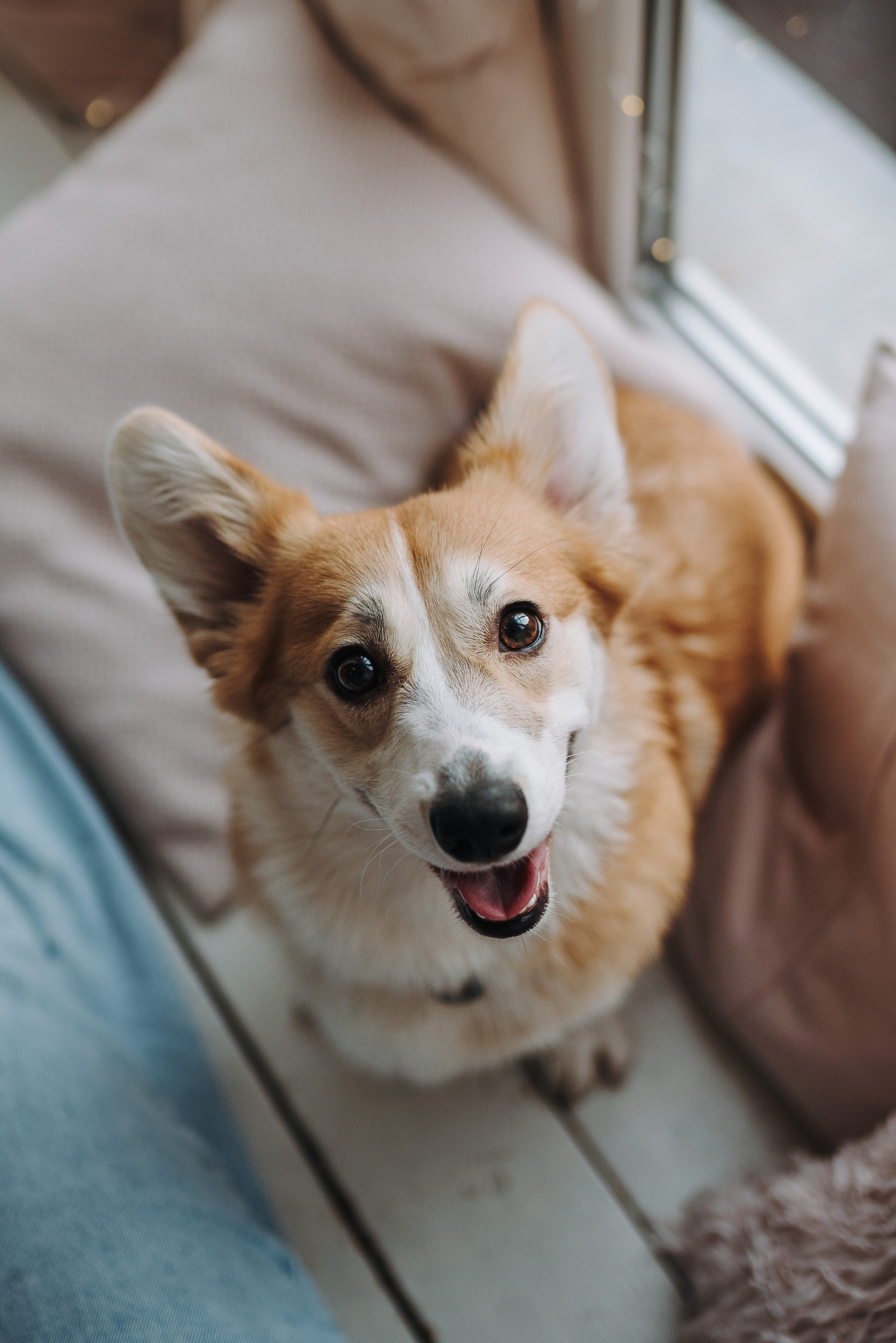 Александра и Бри. Фотограф анималист в Спб недорого Олеся Майорова