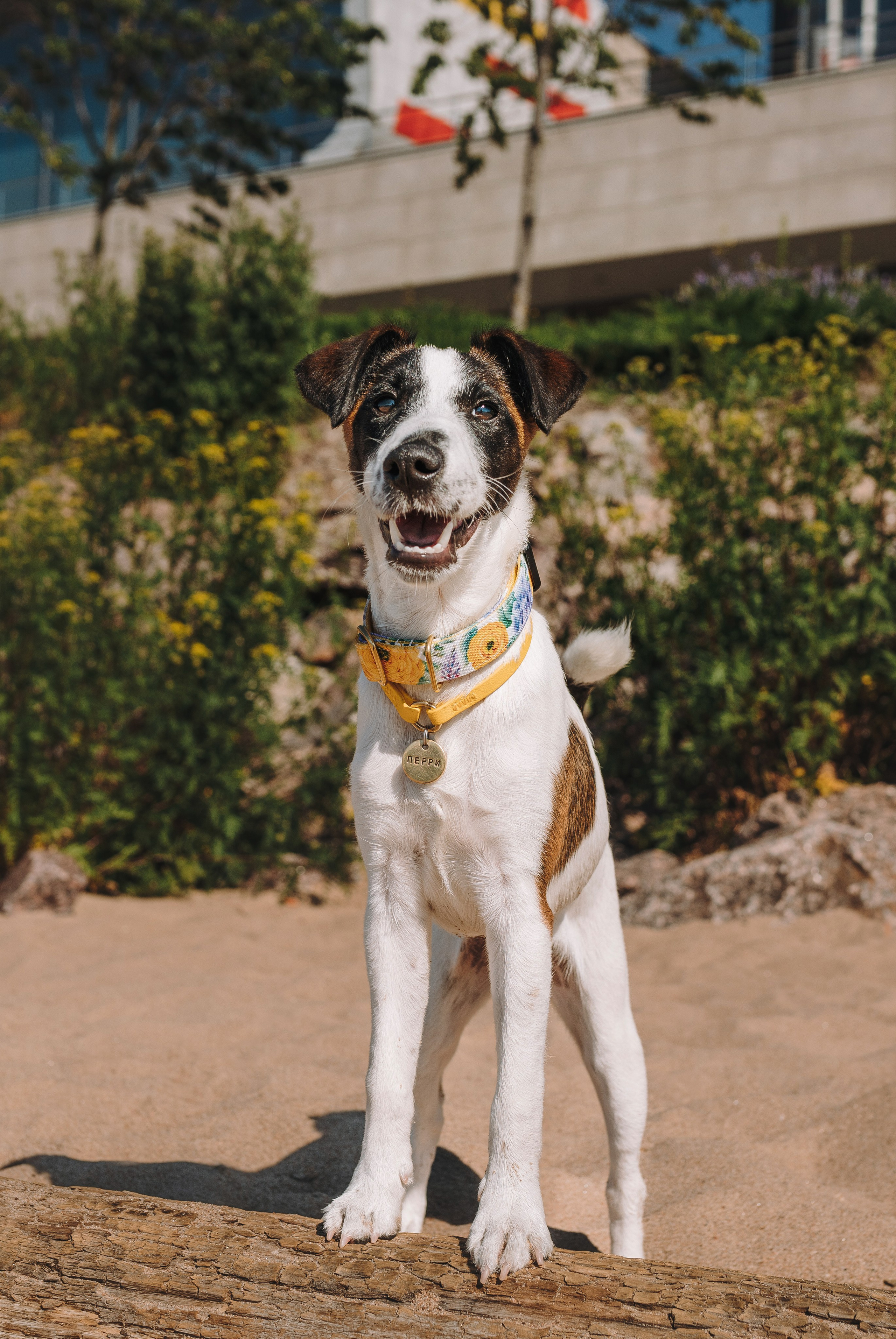 Ксения и Перри. Фотограф анималист в Спб недорого Олеся Майорова