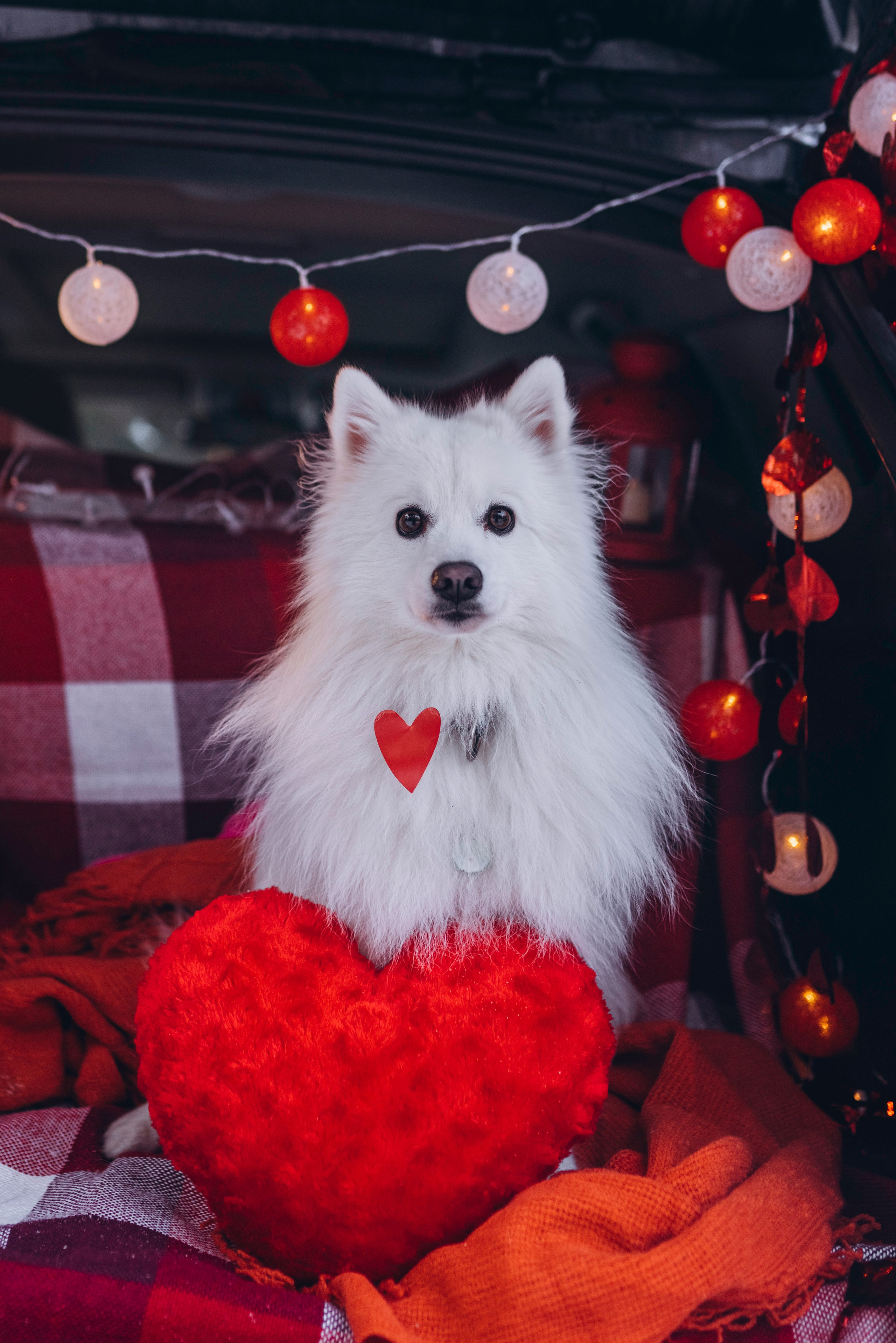 Фотодень Святого Валентина. Фотограф анималист в Спб недорого Олеся Майорова