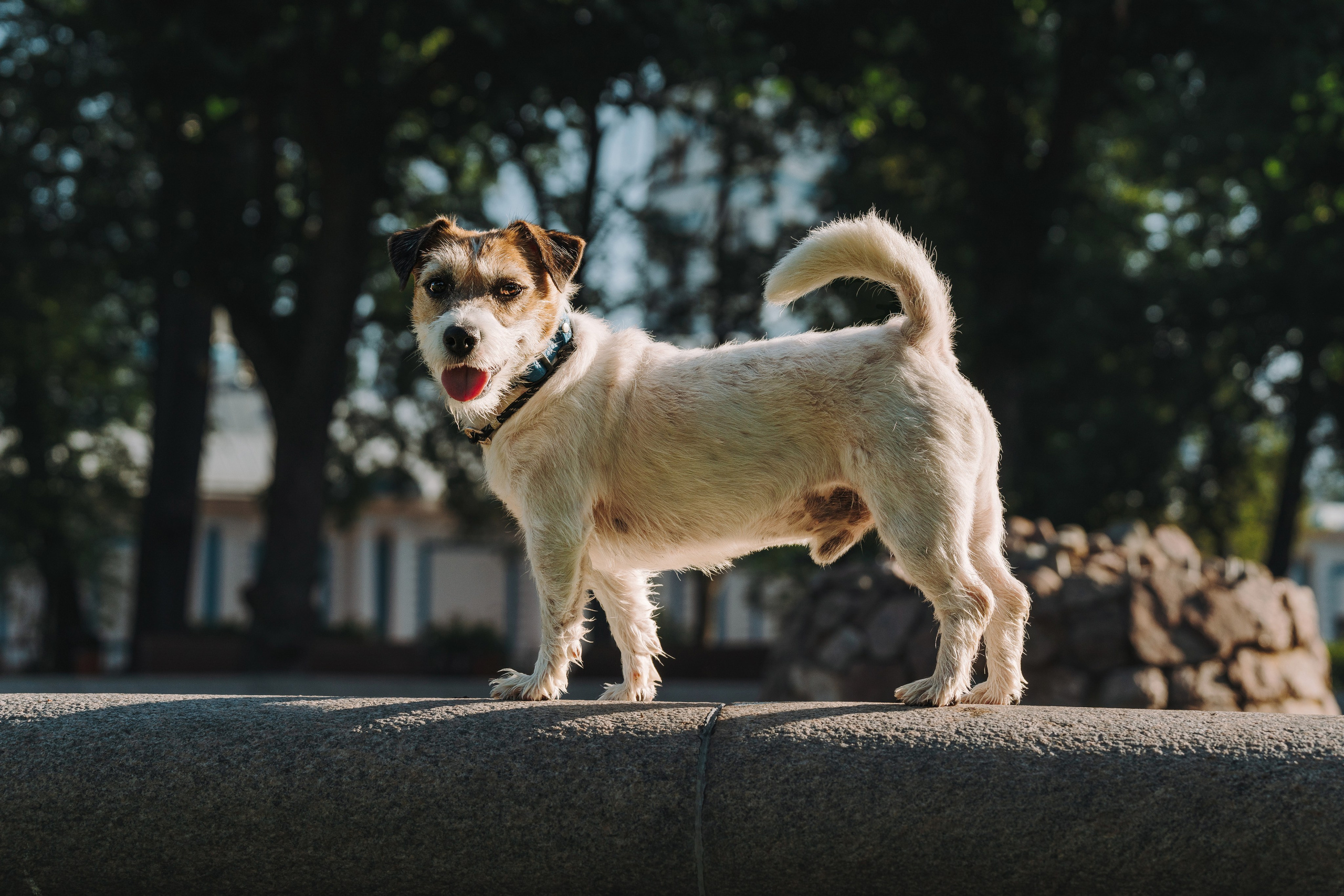 Ларс, Лукас и Ольга. Фотограф анималист в Спб недорого Олеся Майорова