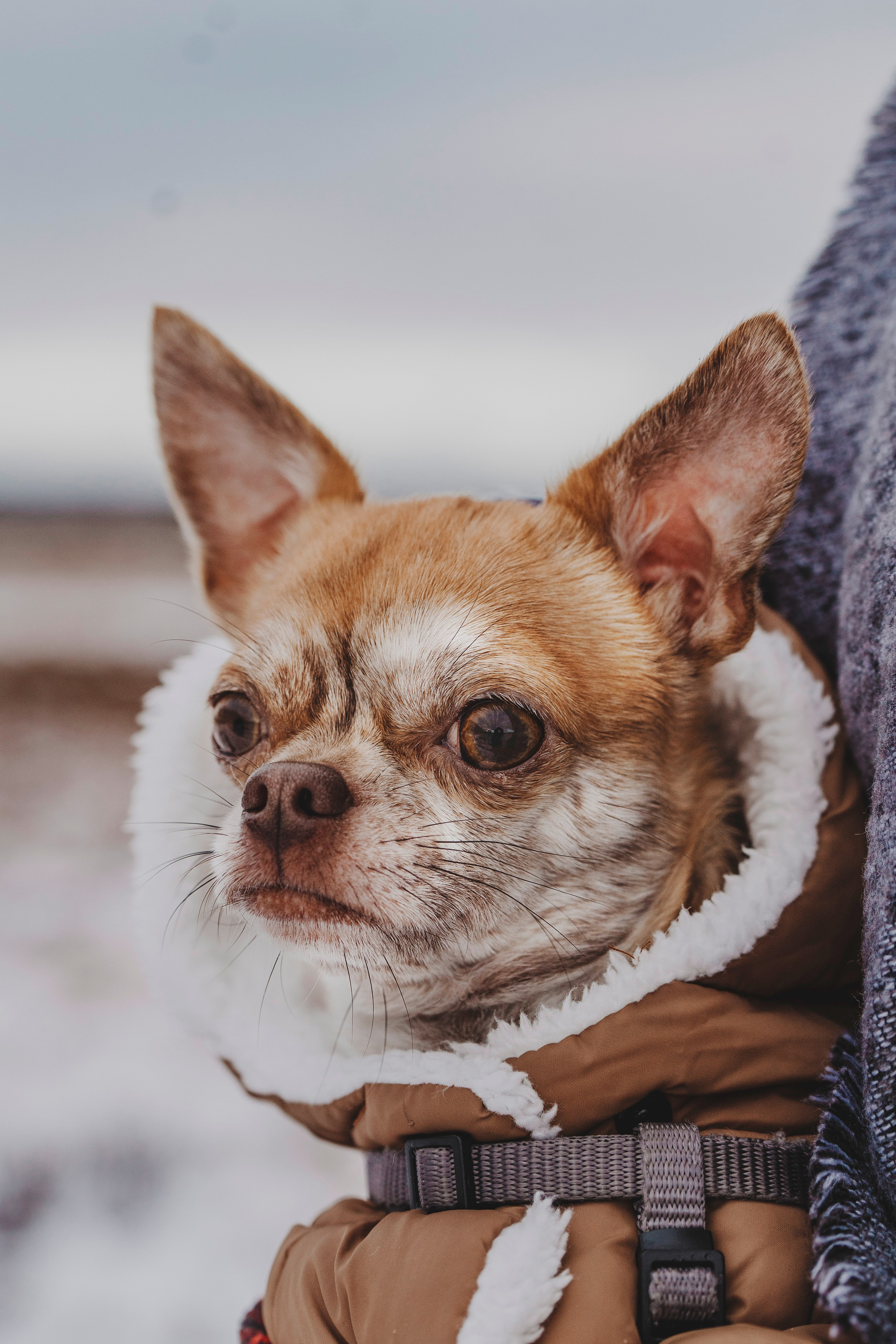Наталия и Боря. Фотограф анималист в Спб недорого Олеся Майорова