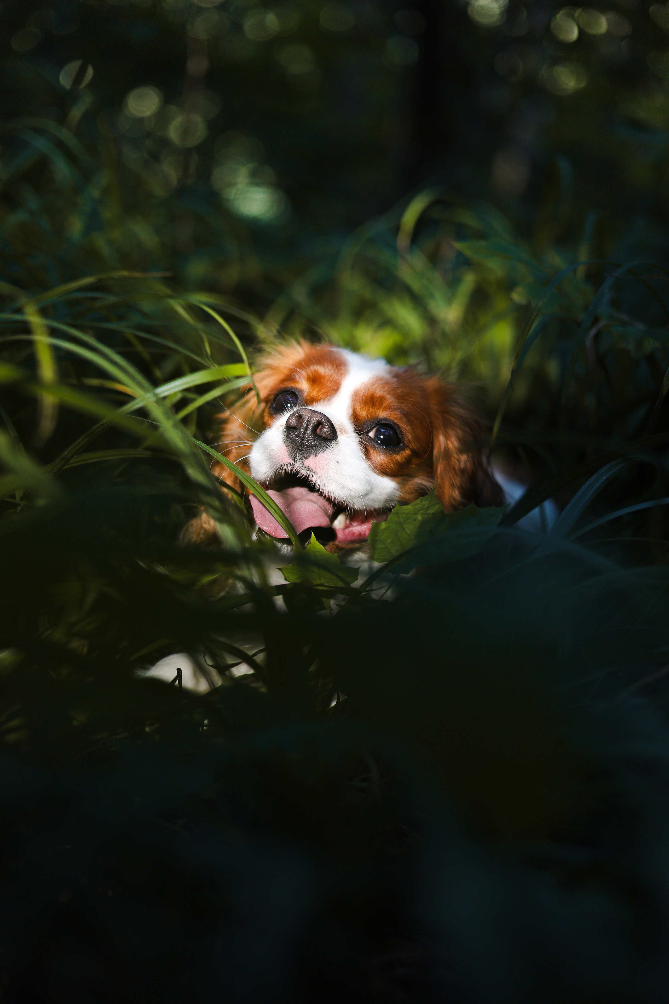 Бонни, Лея и Лера. Фотограф-анималист Ксения Шевцова|Москва