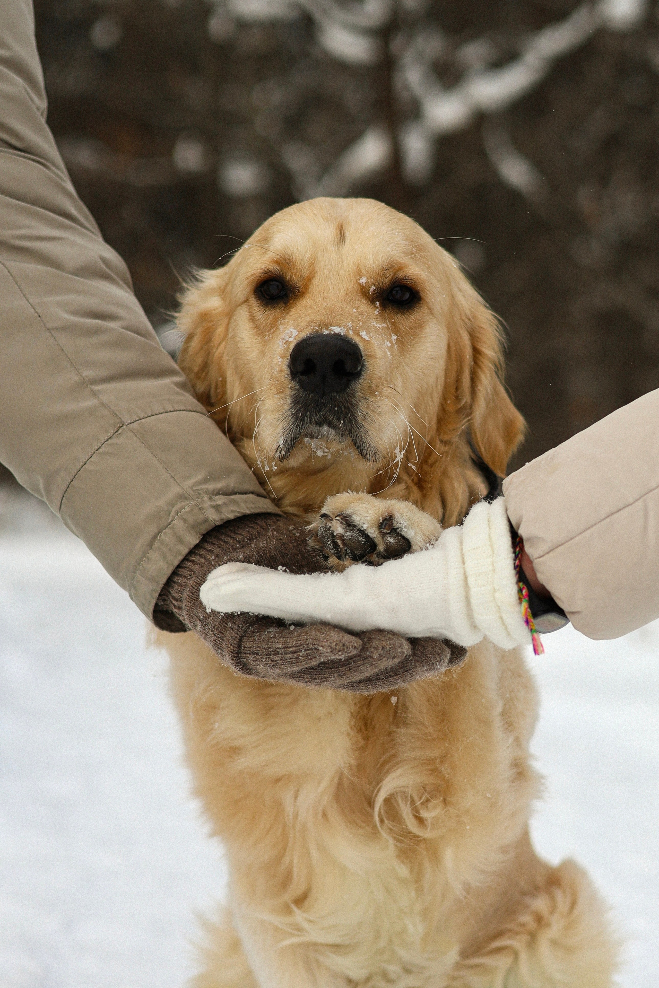 Стивен, Лена и Миша. Фотограф-анималист Ксения Шевцова|Москва